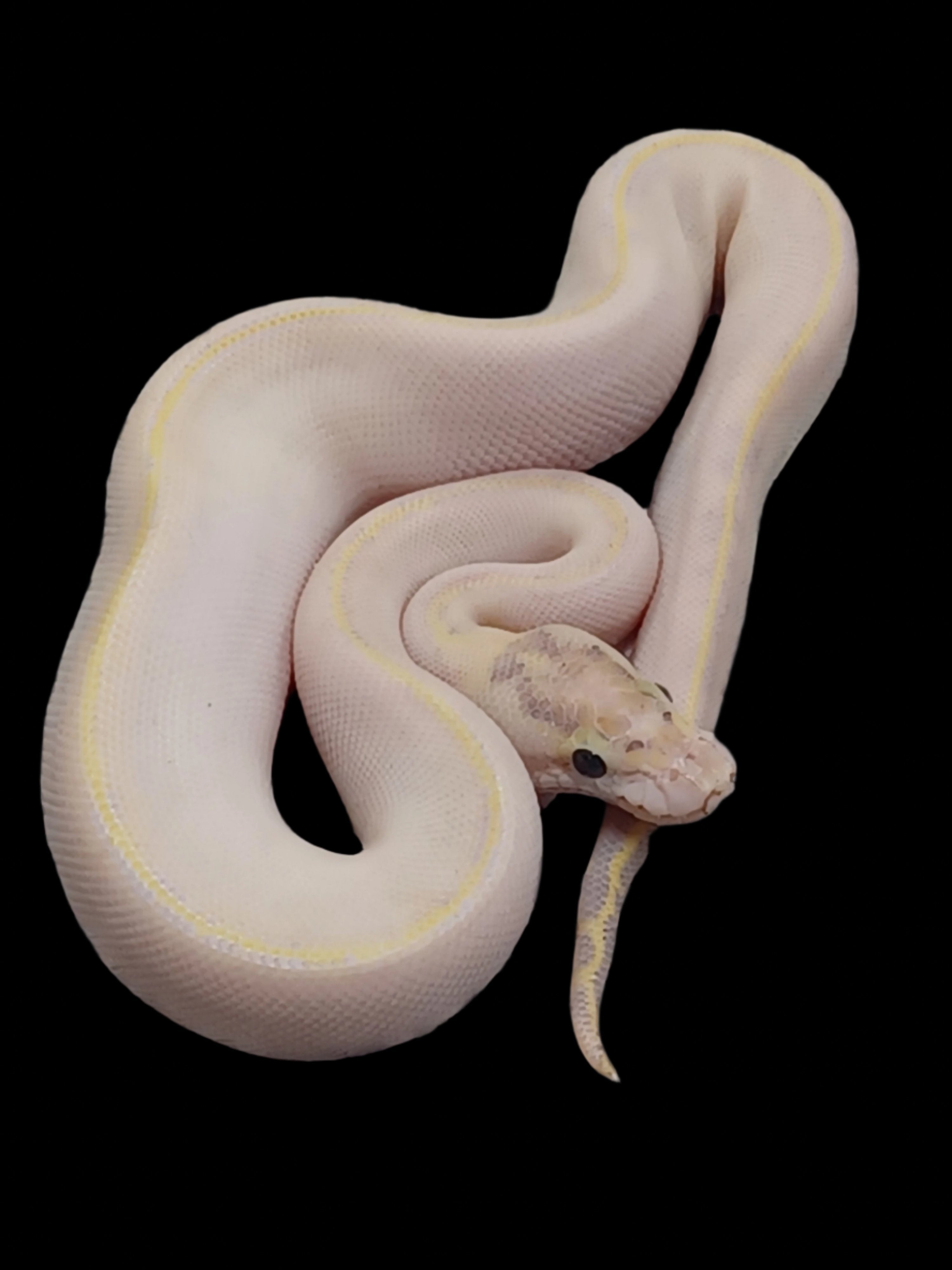 Ball Python (Ivory Het DG/Cryptic)