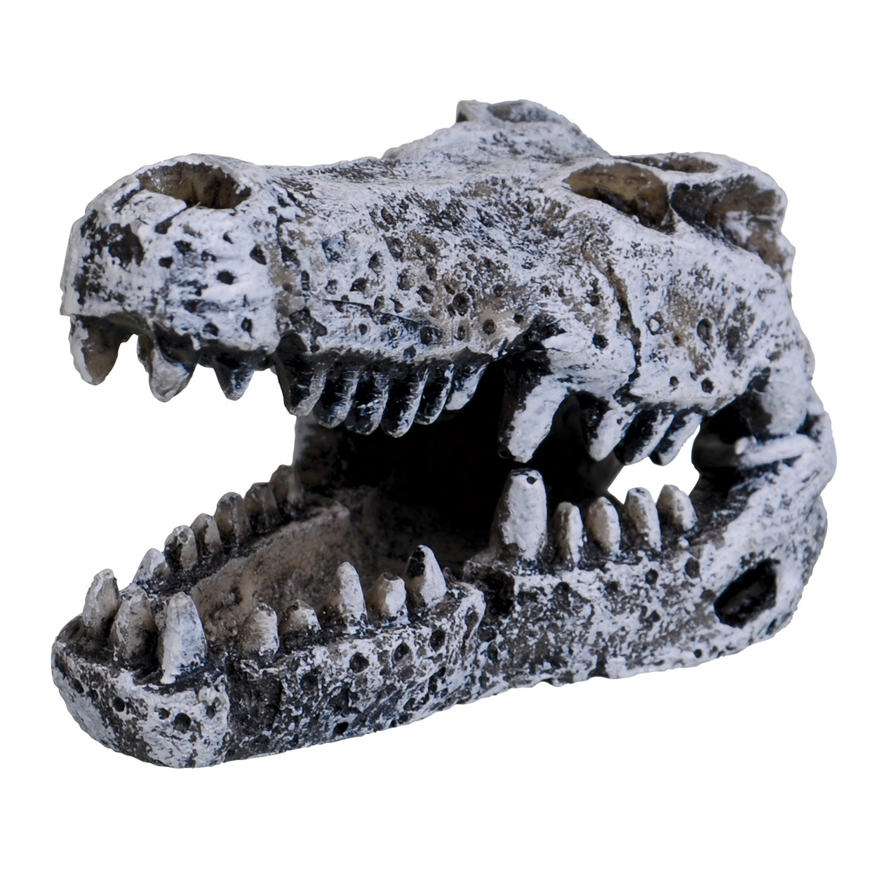 Underwater Treasures Mini Crocodile Skull