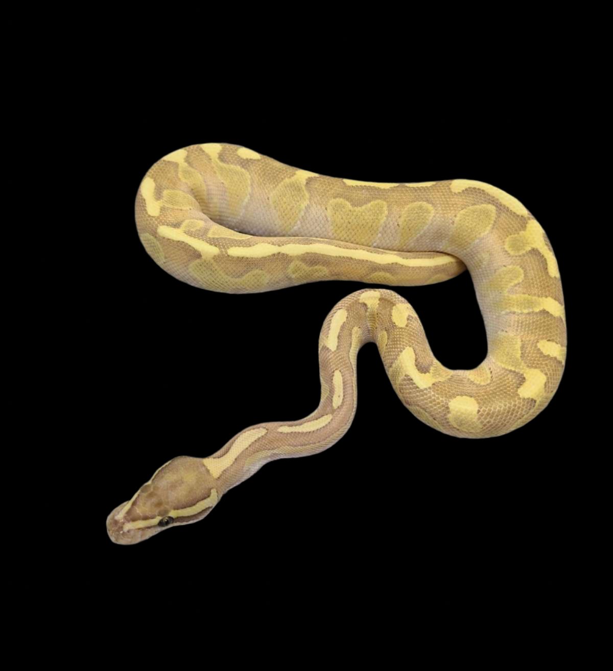 Ball Python (OD Fire Enchi Butter Hypo 66% Clown)