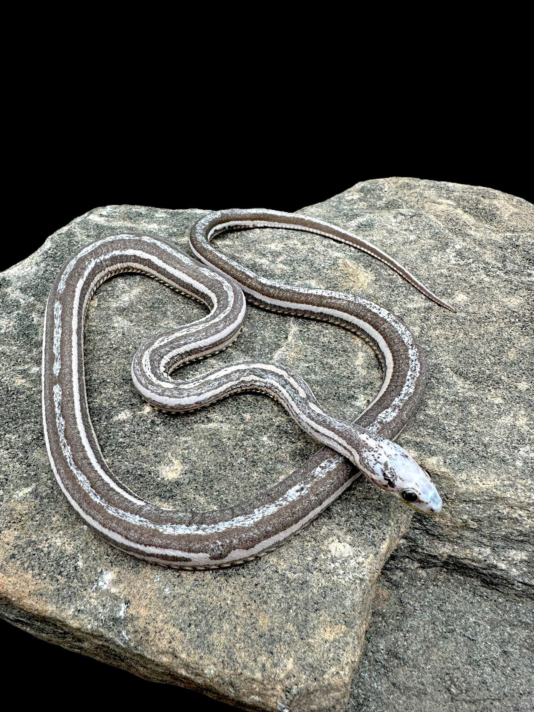 Corn Snake (Scaleless Tessera Anery) Sub-Adult Male CBB