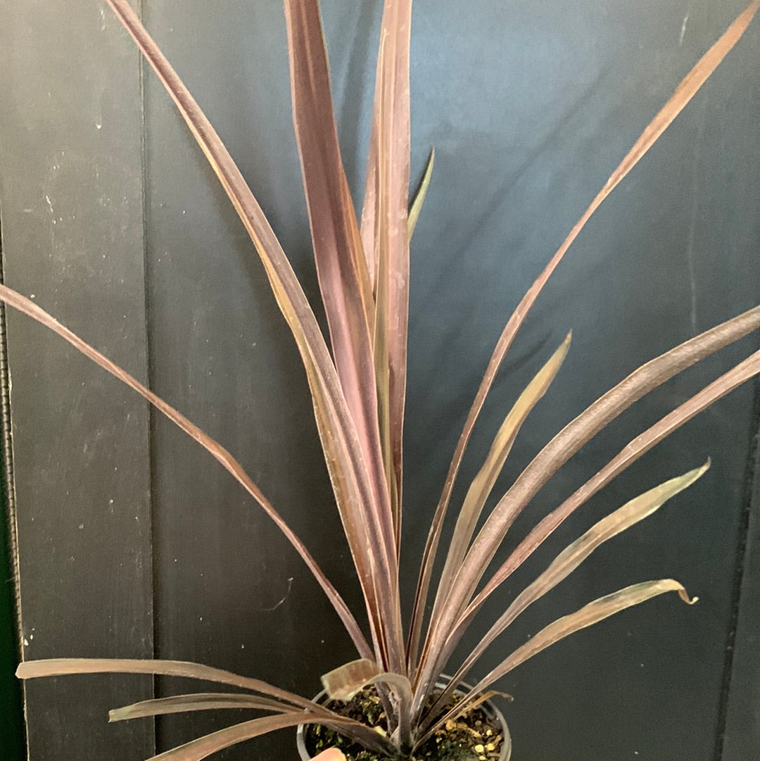 Cordyline Red Sensation