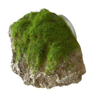 Aqua Della - Moss Stone with Suction Cup - Small (DISCONTINUED)