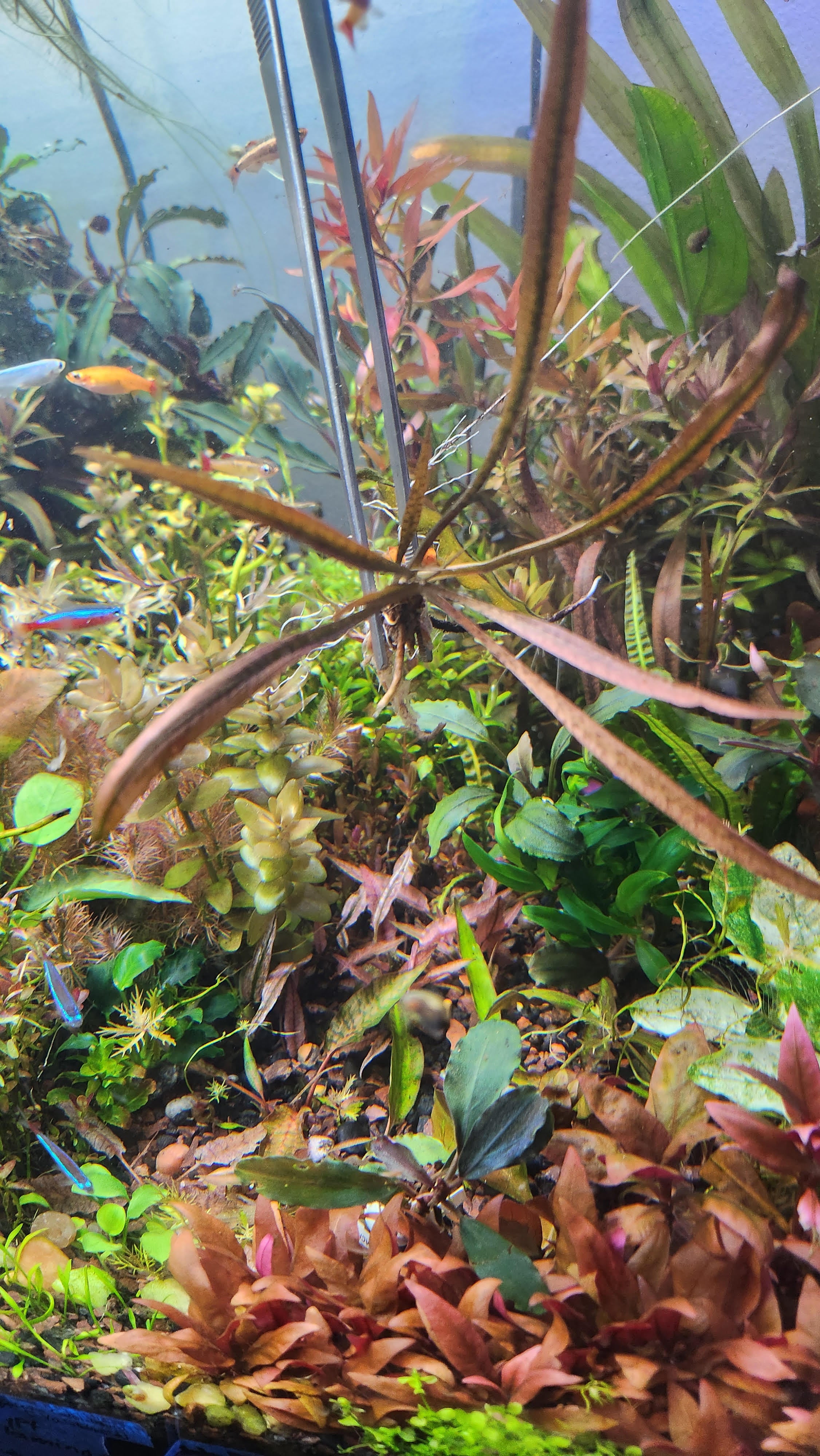 Cryptocoryne spiralis  ‘Tiger’ - Potted