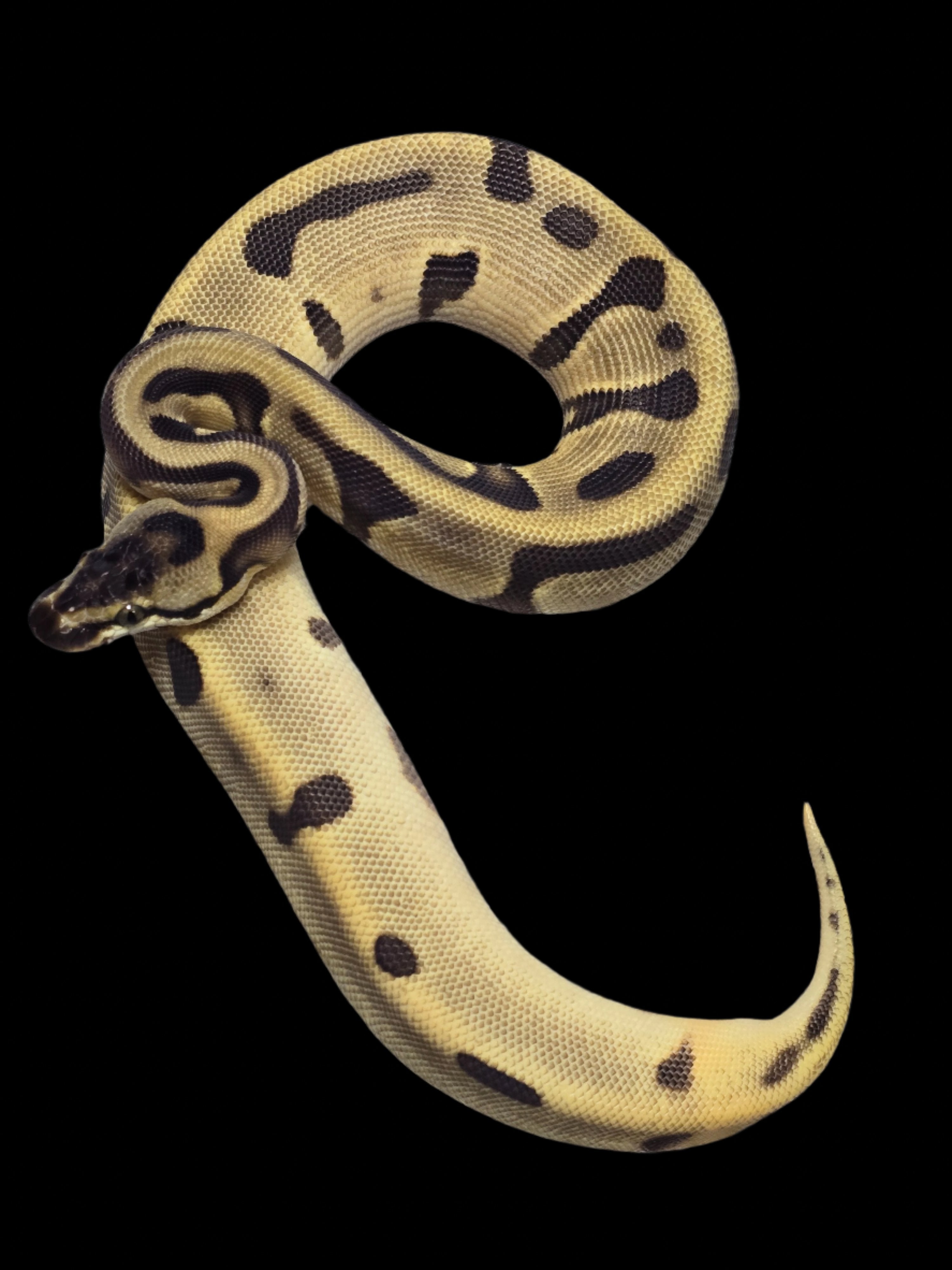 Ball Python (OD Enchi Leopard DH Clown Pied Poss YB)