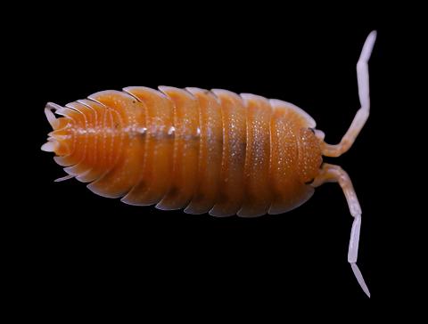 Porcellio magnificus (Giant Magnificent Isopod)