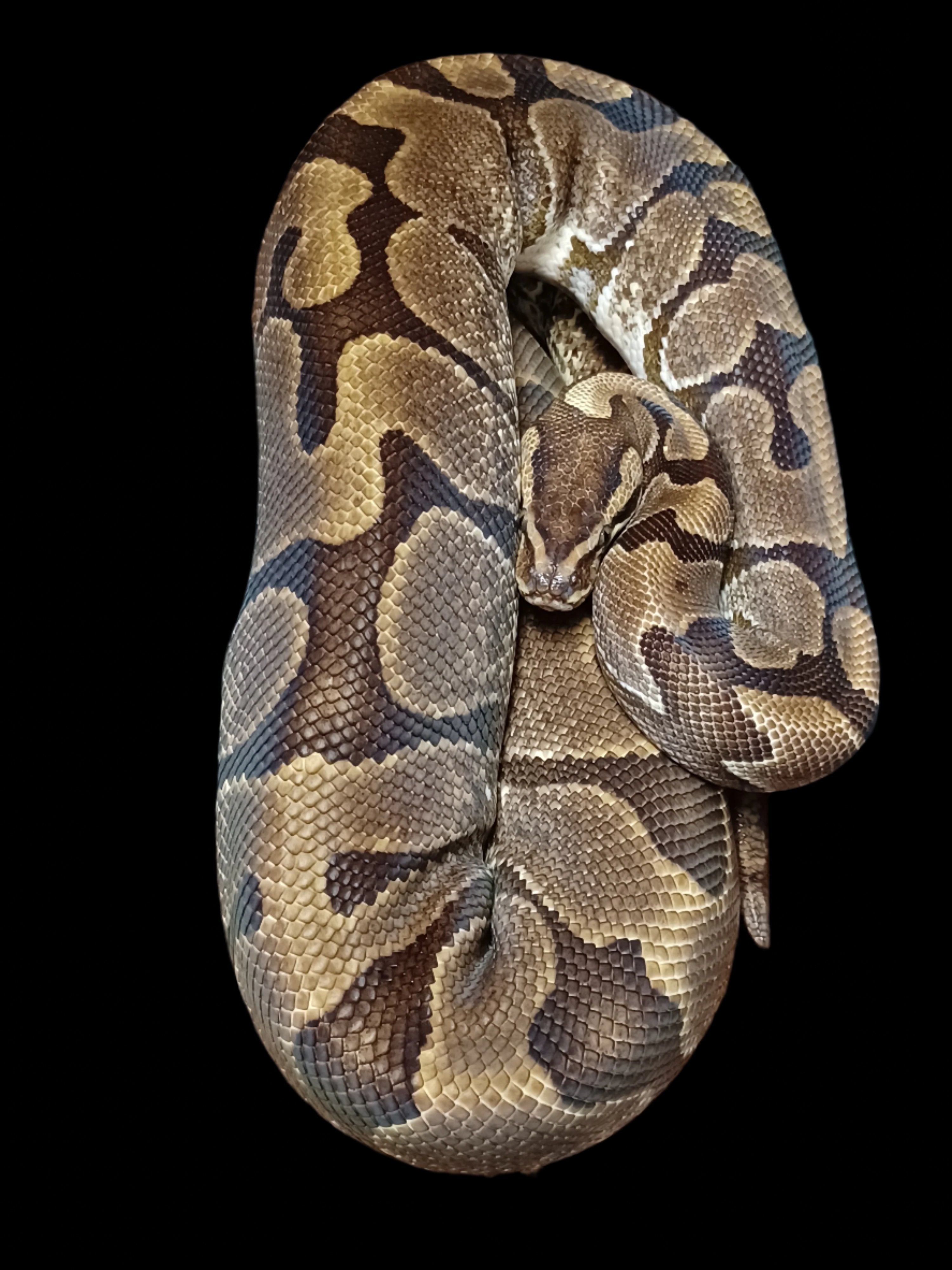 Ball Python (Enchi Het Lavender)