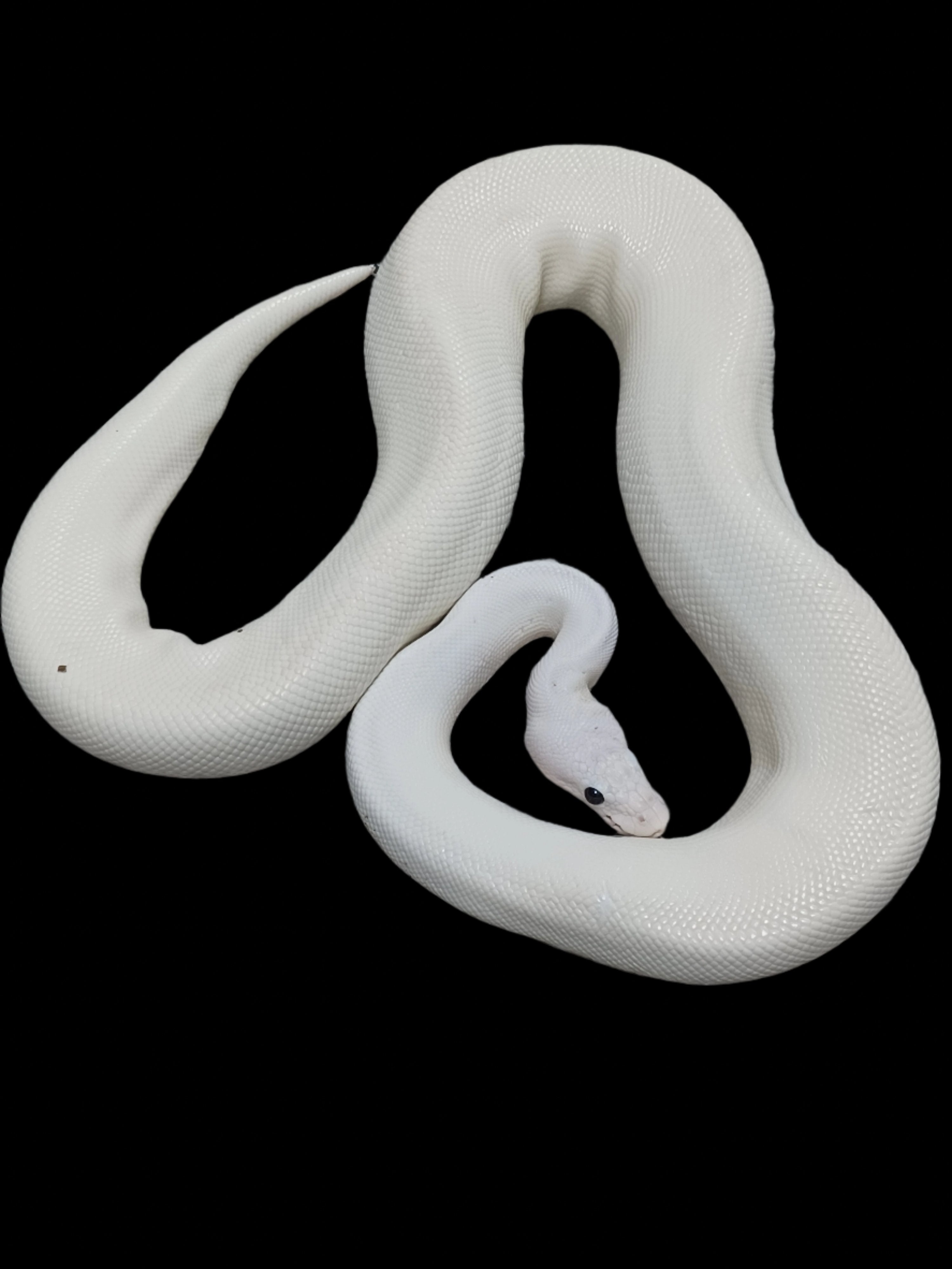 Ball Python (Bumble Bee Pied Het Hypo)