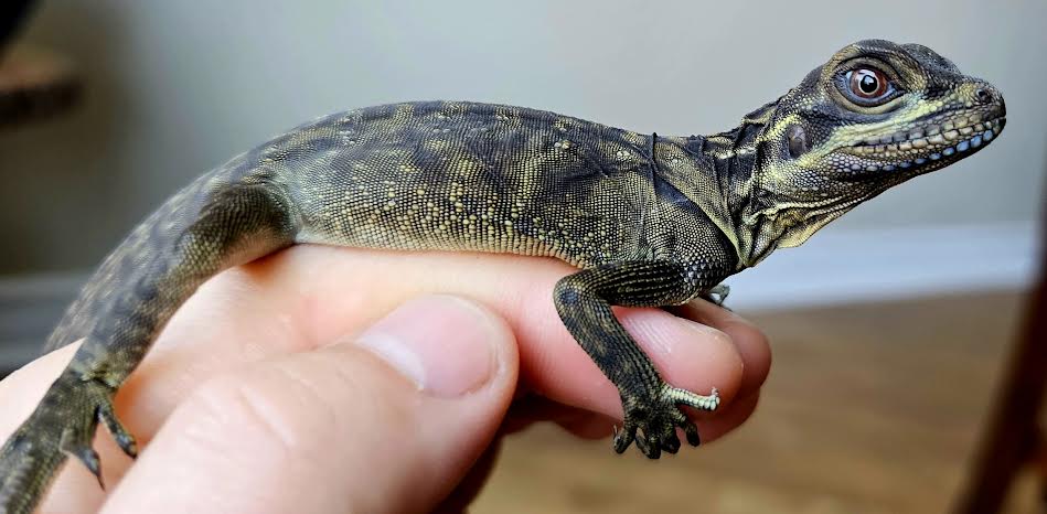 Philippine Blue Sailfin Dragon - Canadian Bred Babies - Extremely Rare