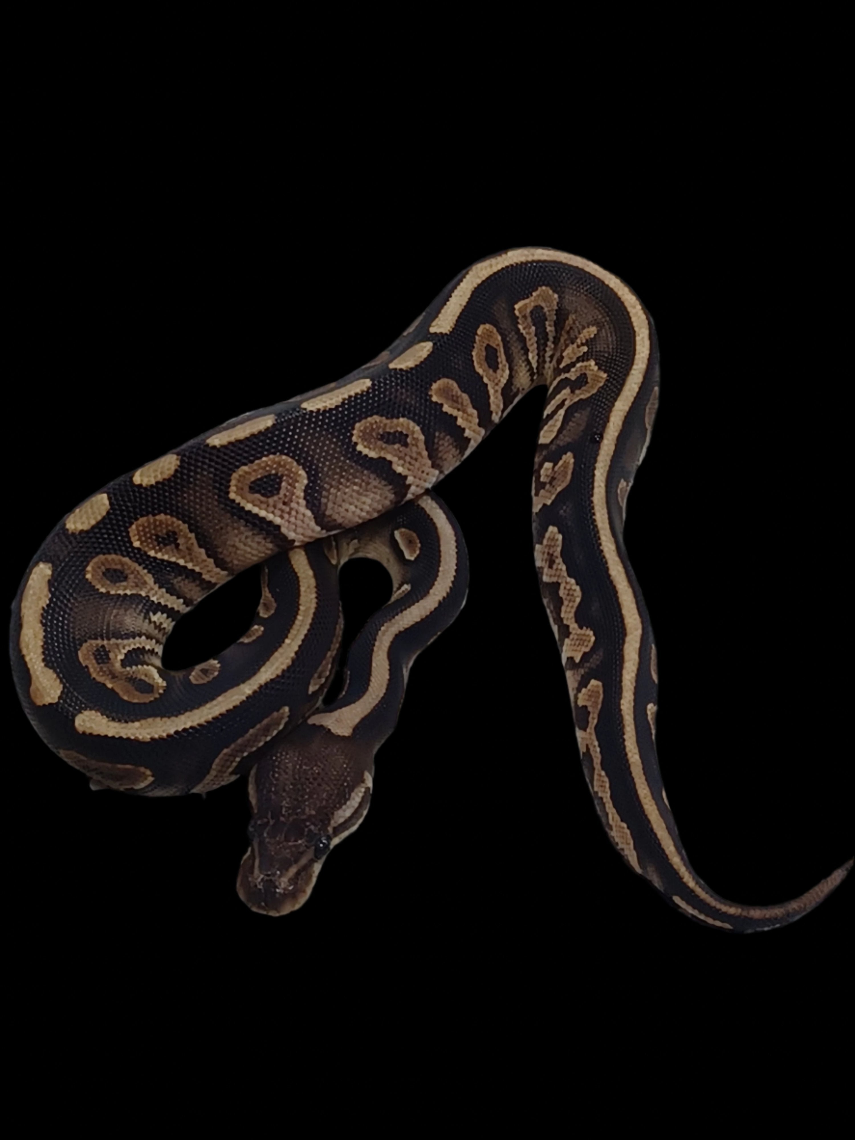 Ball Python (Cinnamon Het Lavender 66% Het Clown Pied)