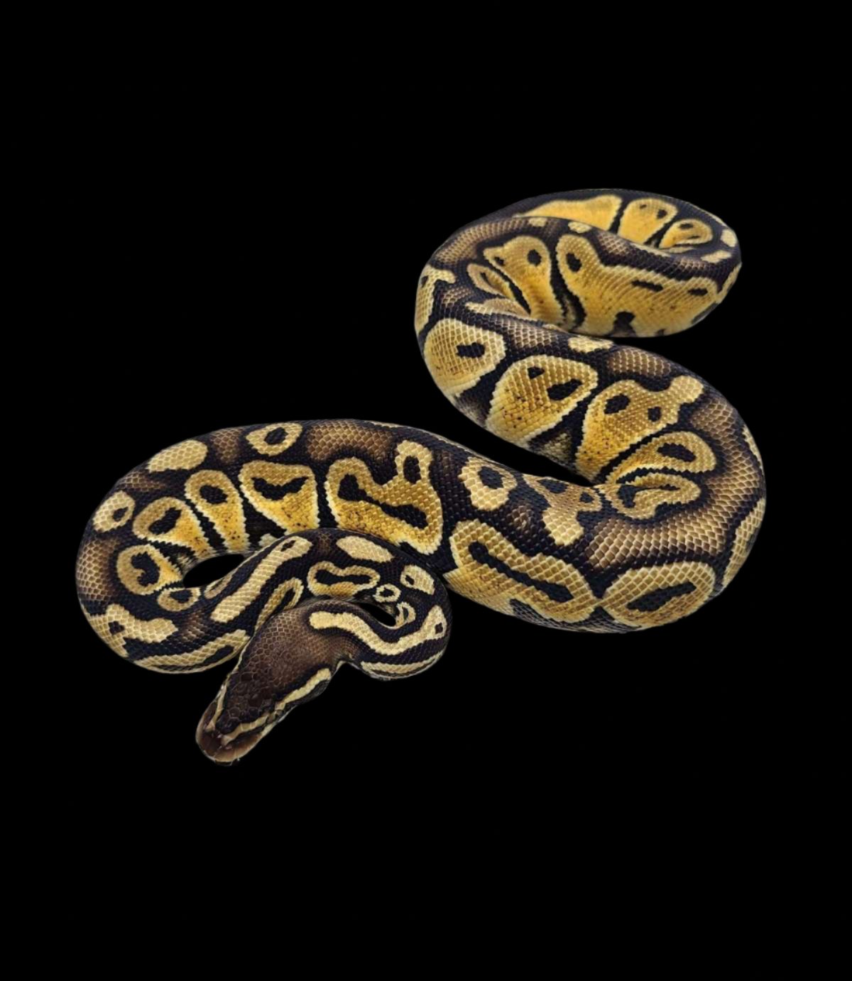 Ball Python (Pastel Hurricane)