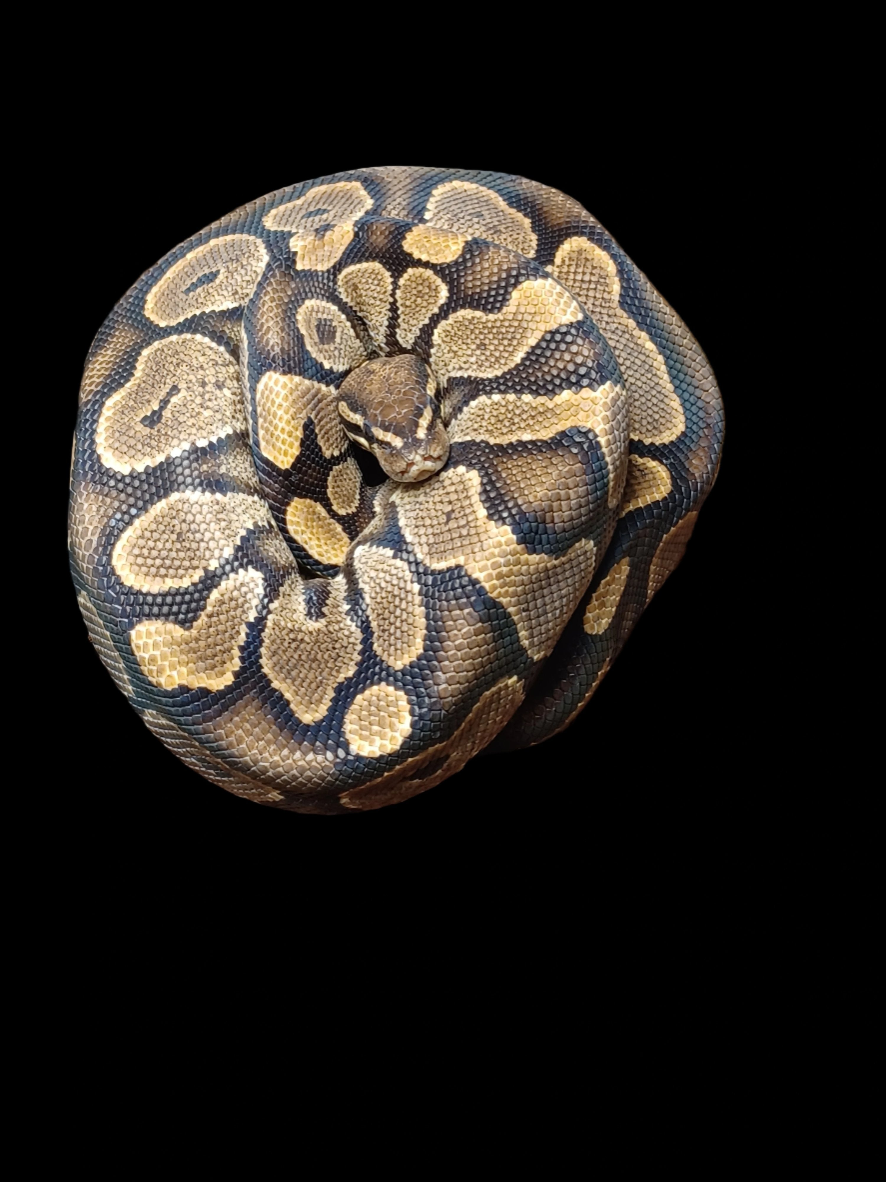 Ball Python (YB)