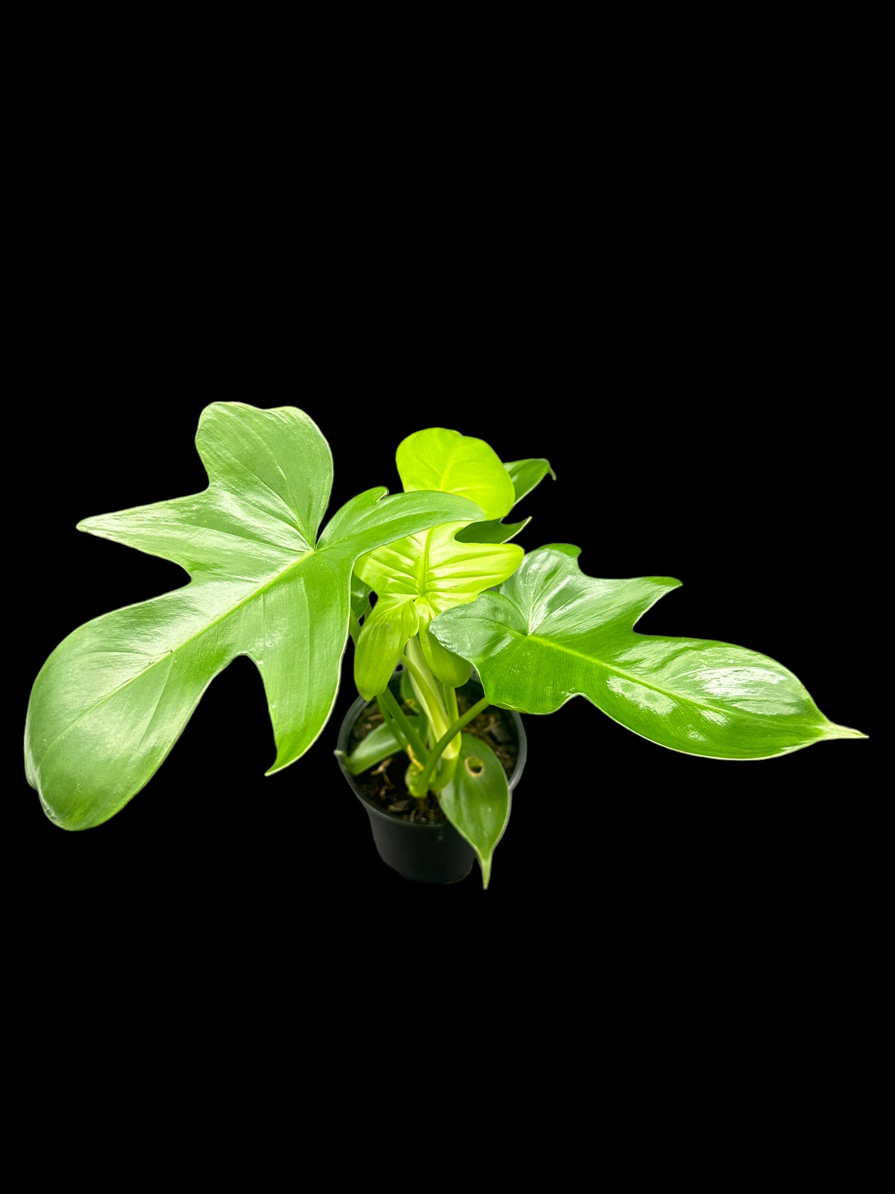 philodendron panduriforme vs bipennifolium Philodendron panduriforme