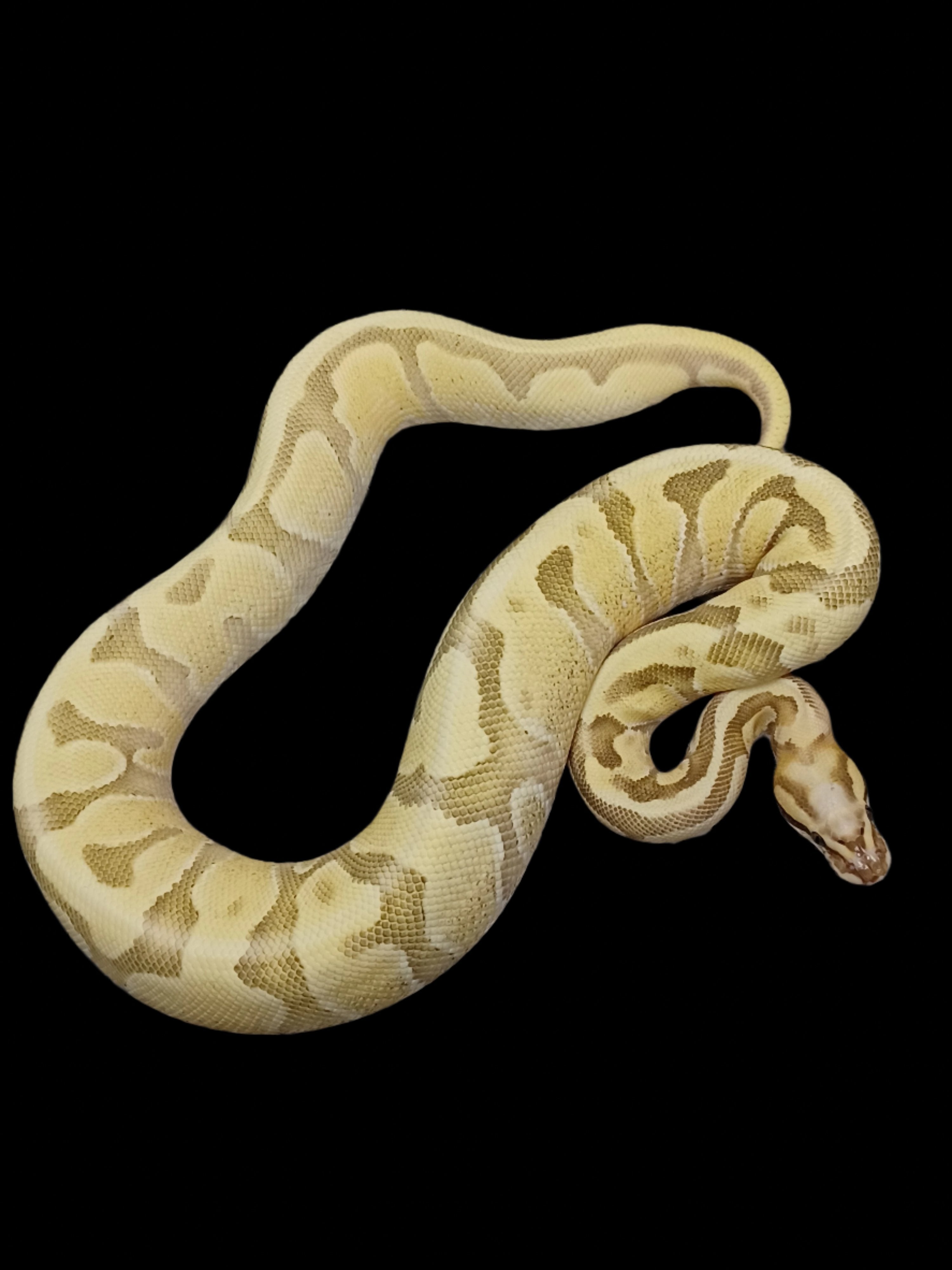 Ball Python (OD Enchi Super Vanilla 50% Het Hypo)