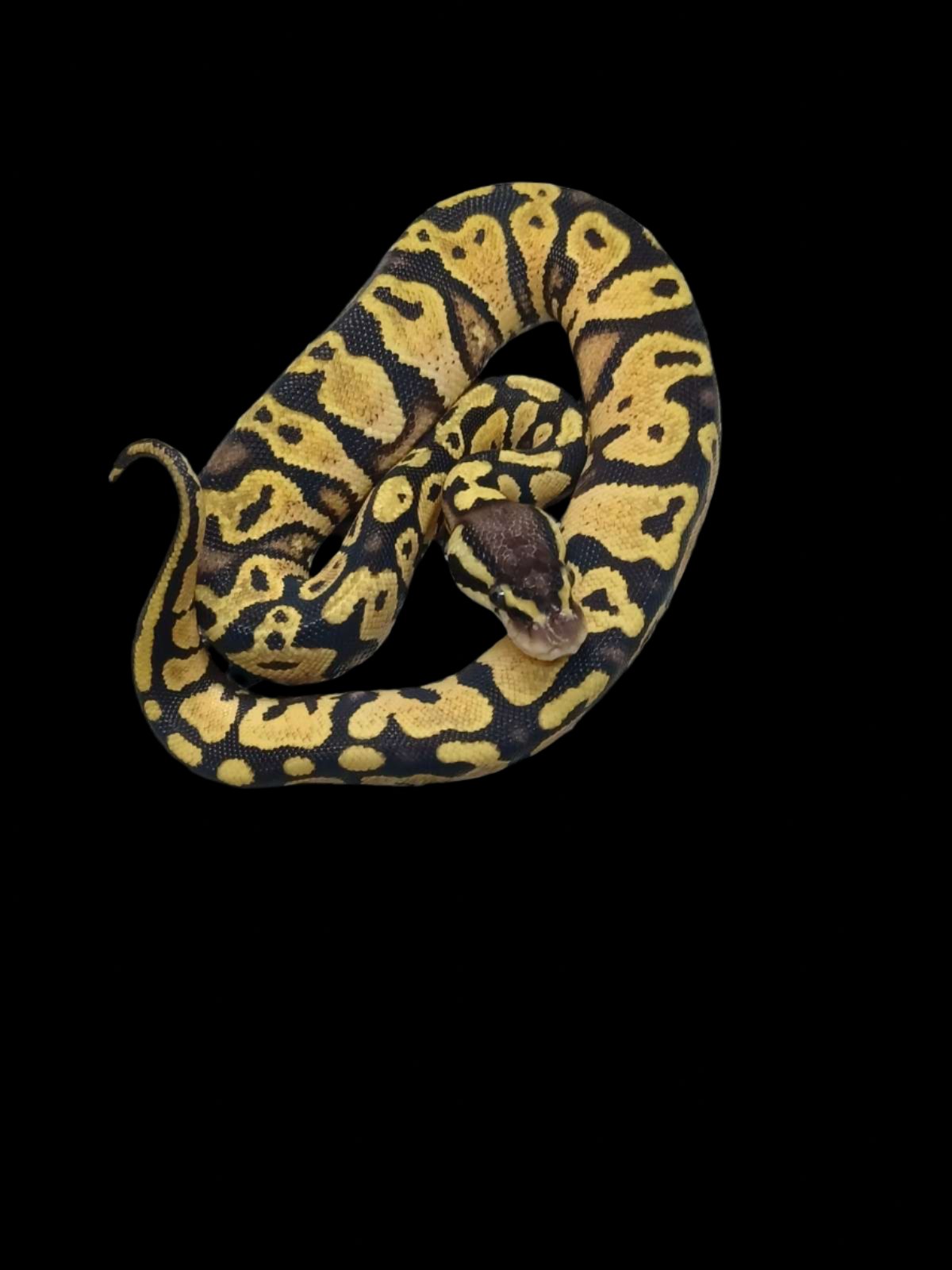 Ball Python (Pastel Asphalt)