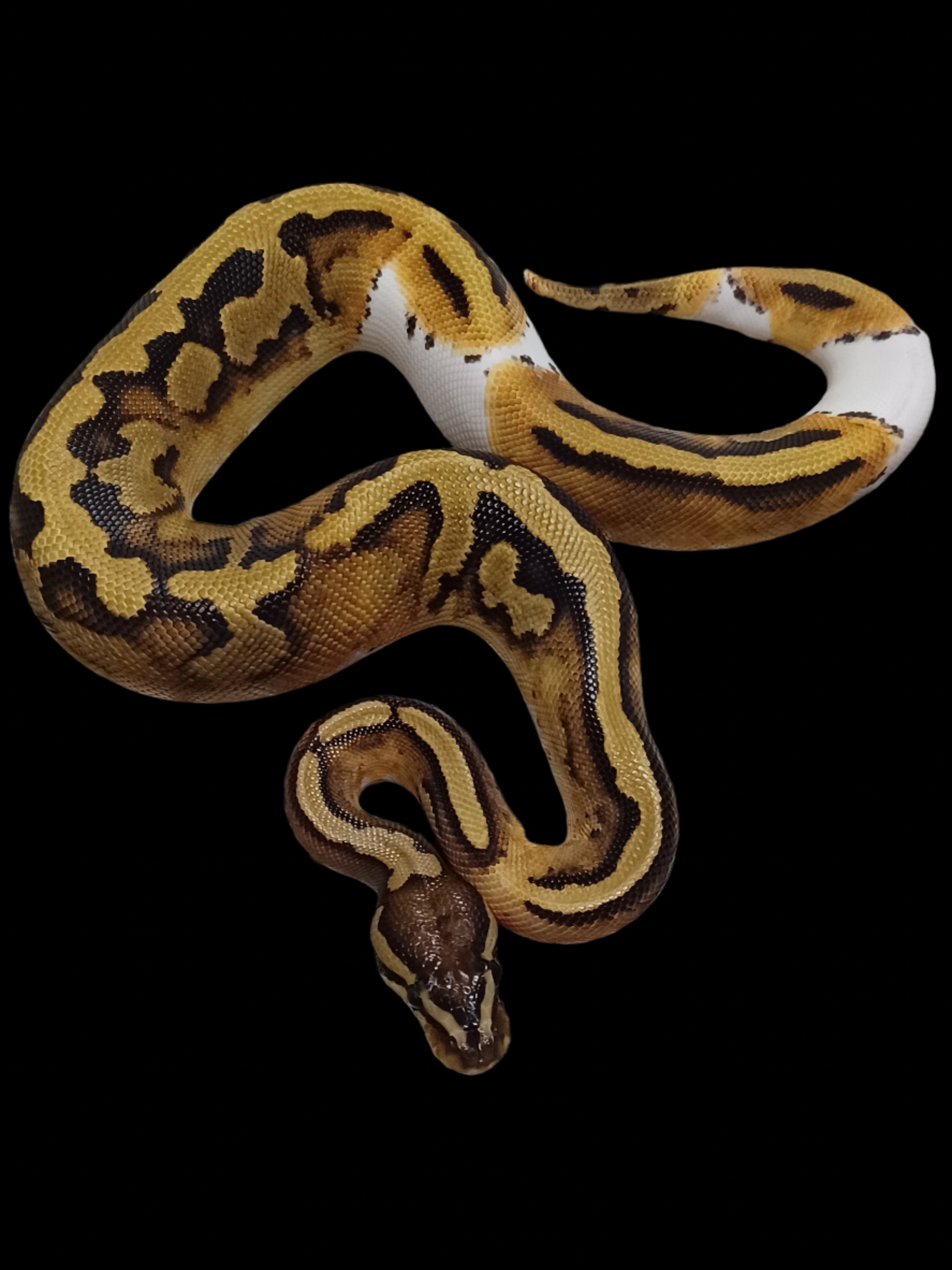 Ball Python (Pied Het Hypo Ultramel)