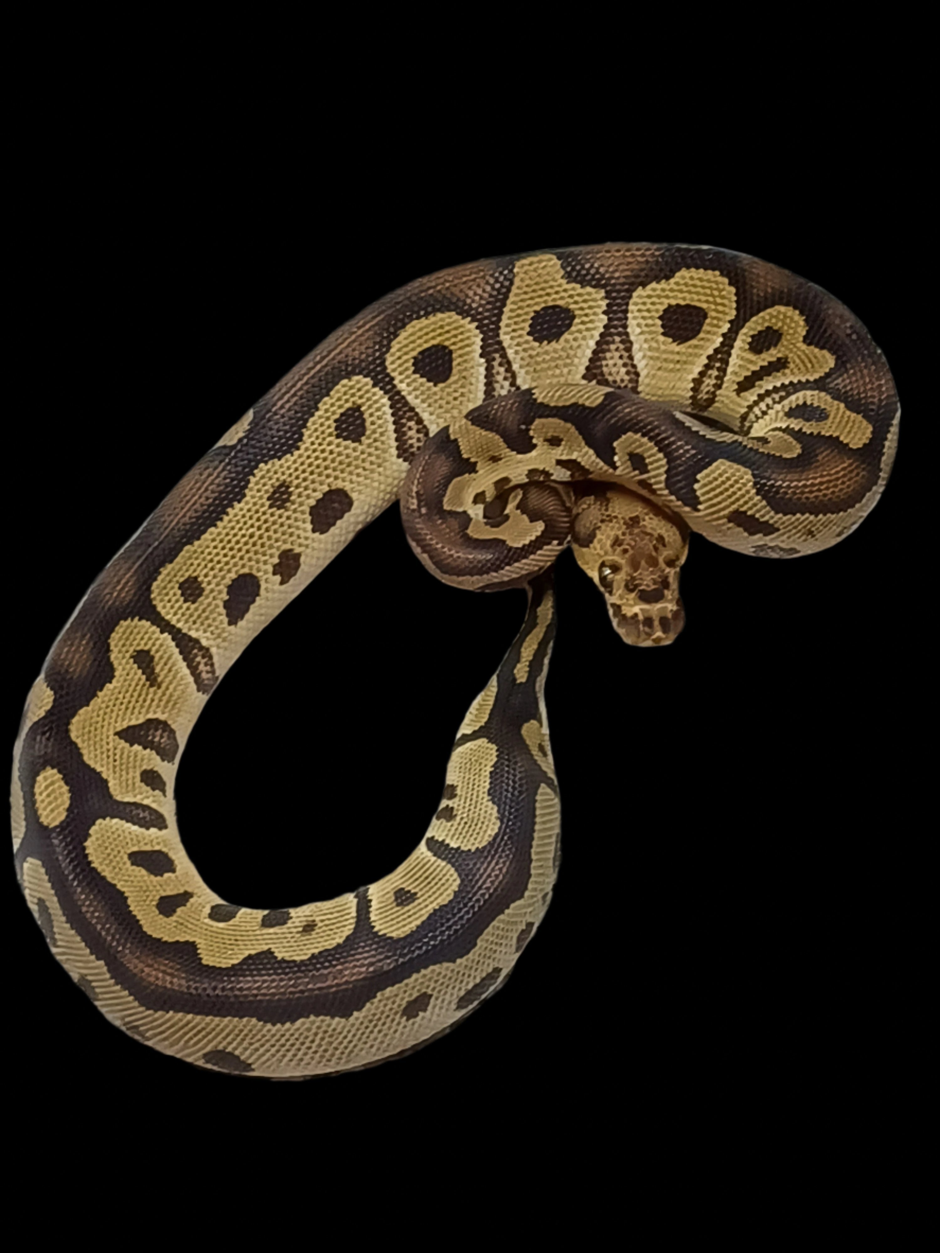 Ball Python (Clown Het Pied)