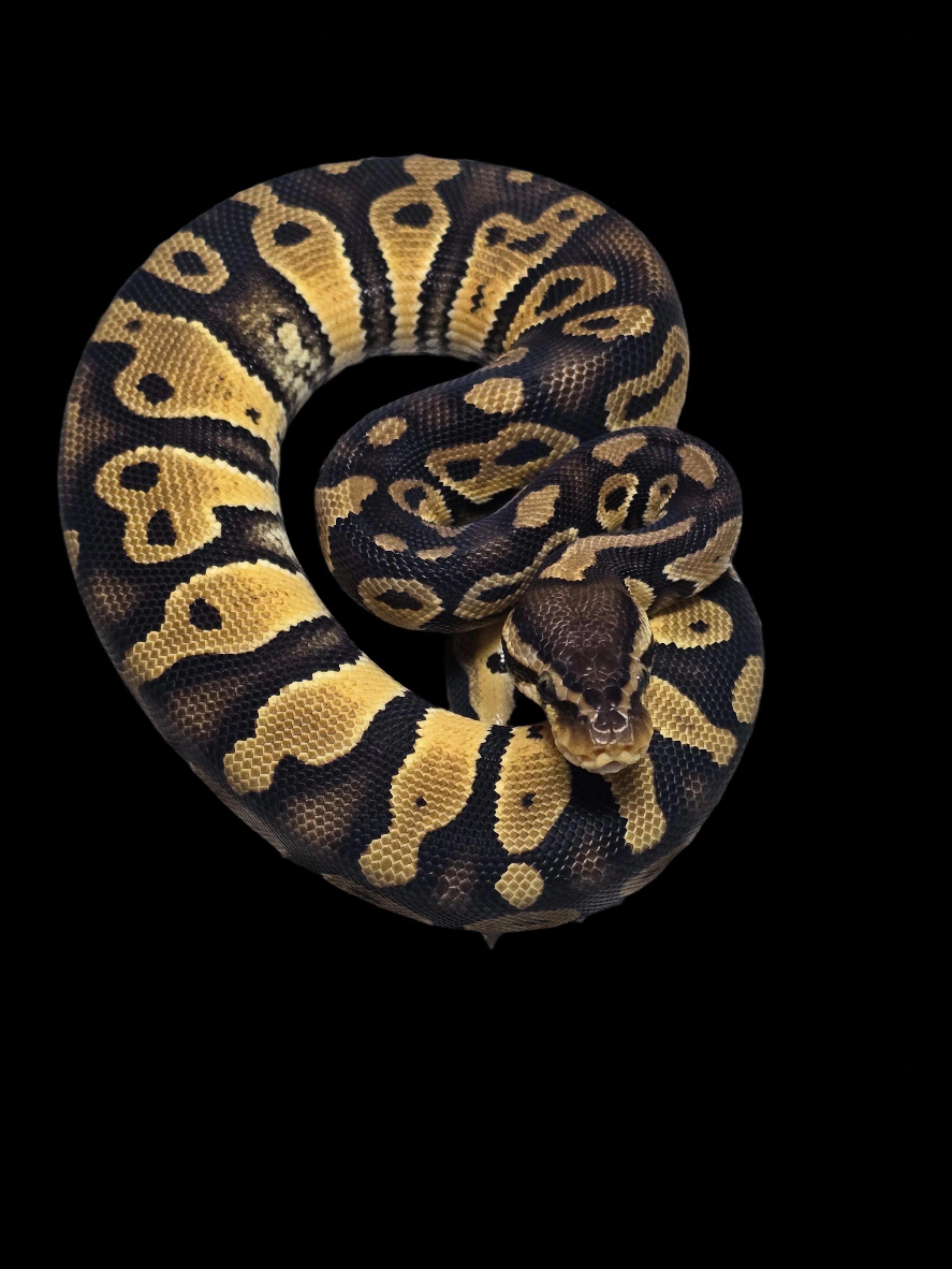 Ball Python (Pastel Chocolate Het Clown)