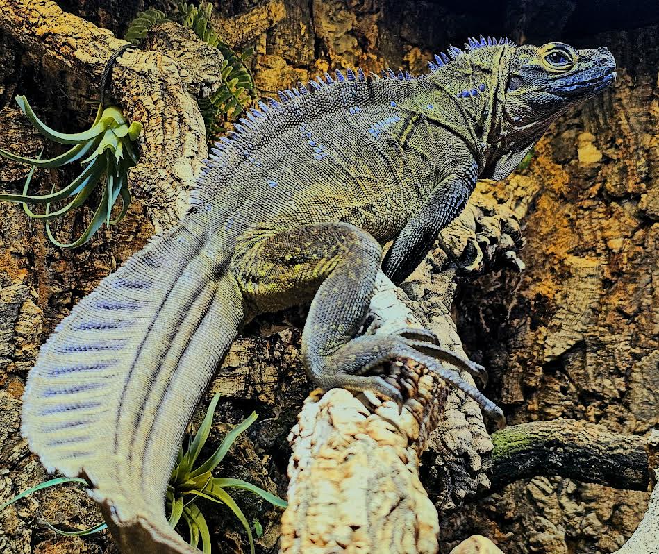 Philippine Blue Sailfin Dragon - Canadian Bred Babies - Extremely Rare