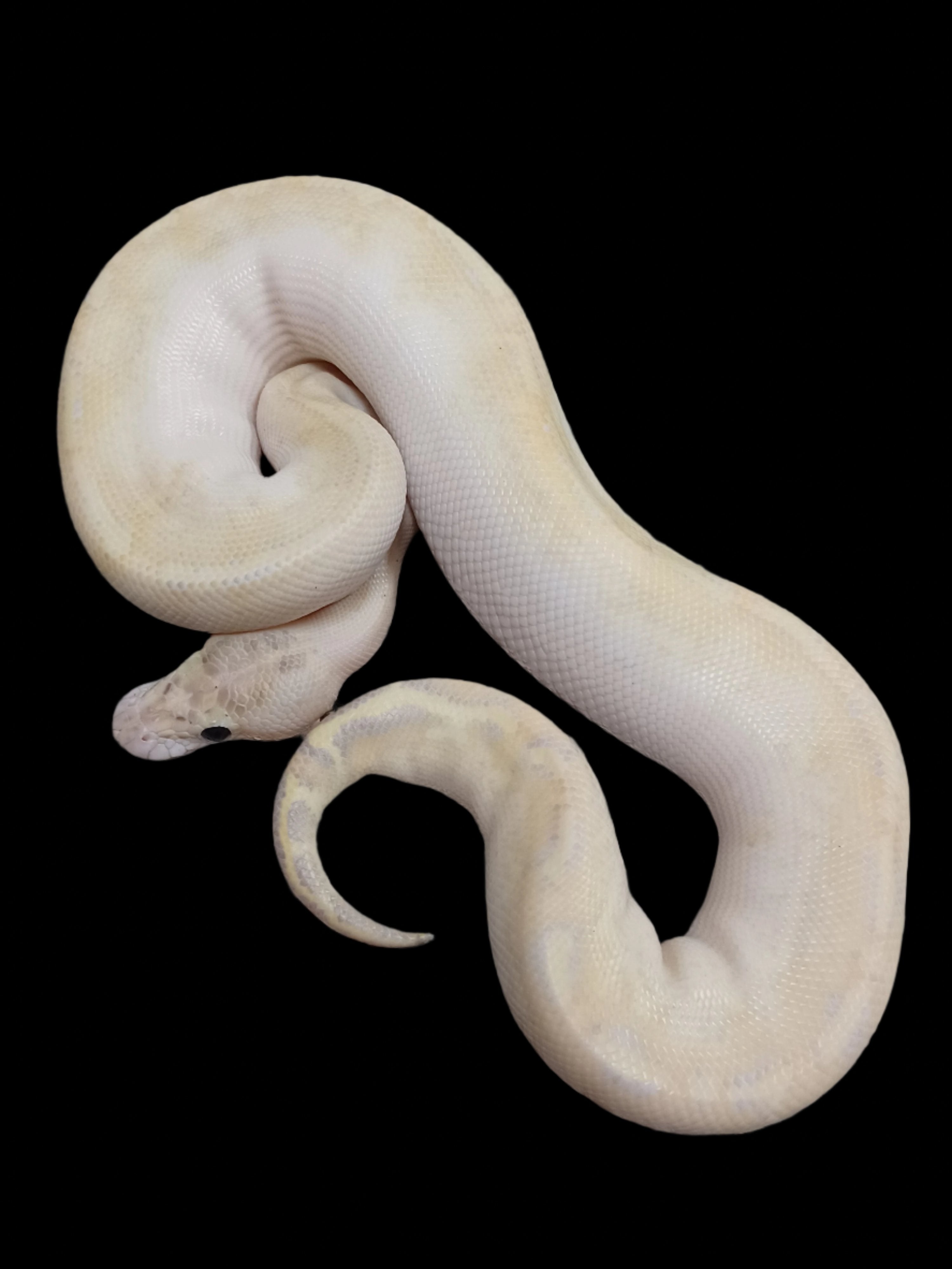 Ball Python (Ivory Het Clown)