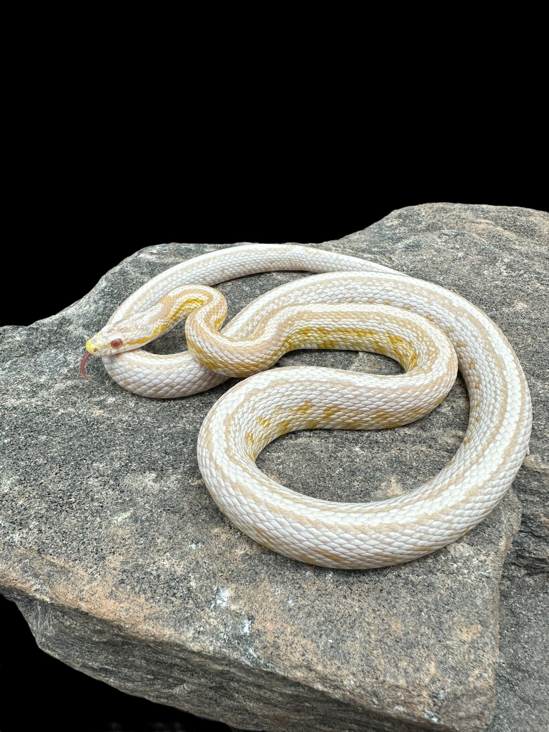 Corn Snake (Tessera Coral Snow) Sub-Adult Male CBB