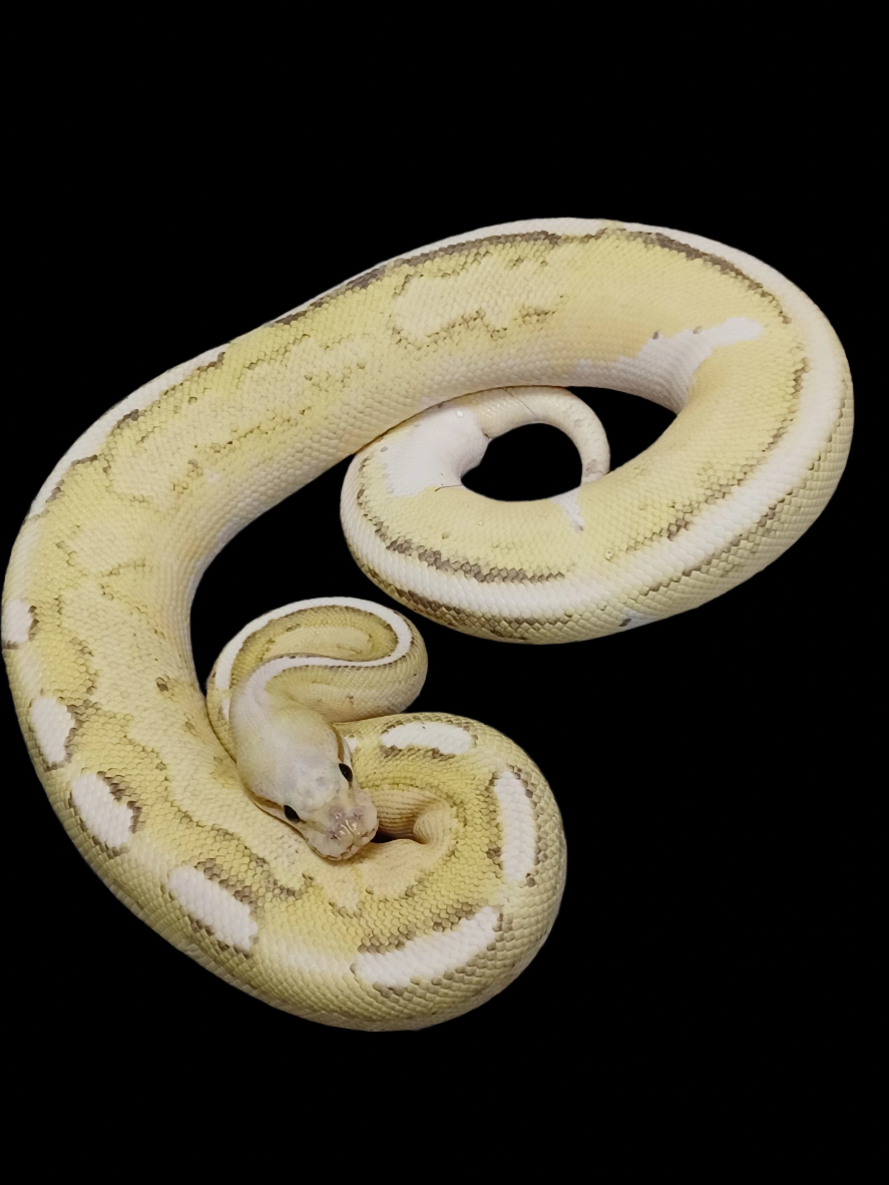 Ball Python (OD Cinnamon Fire Vanilla 50% Het Hypo)