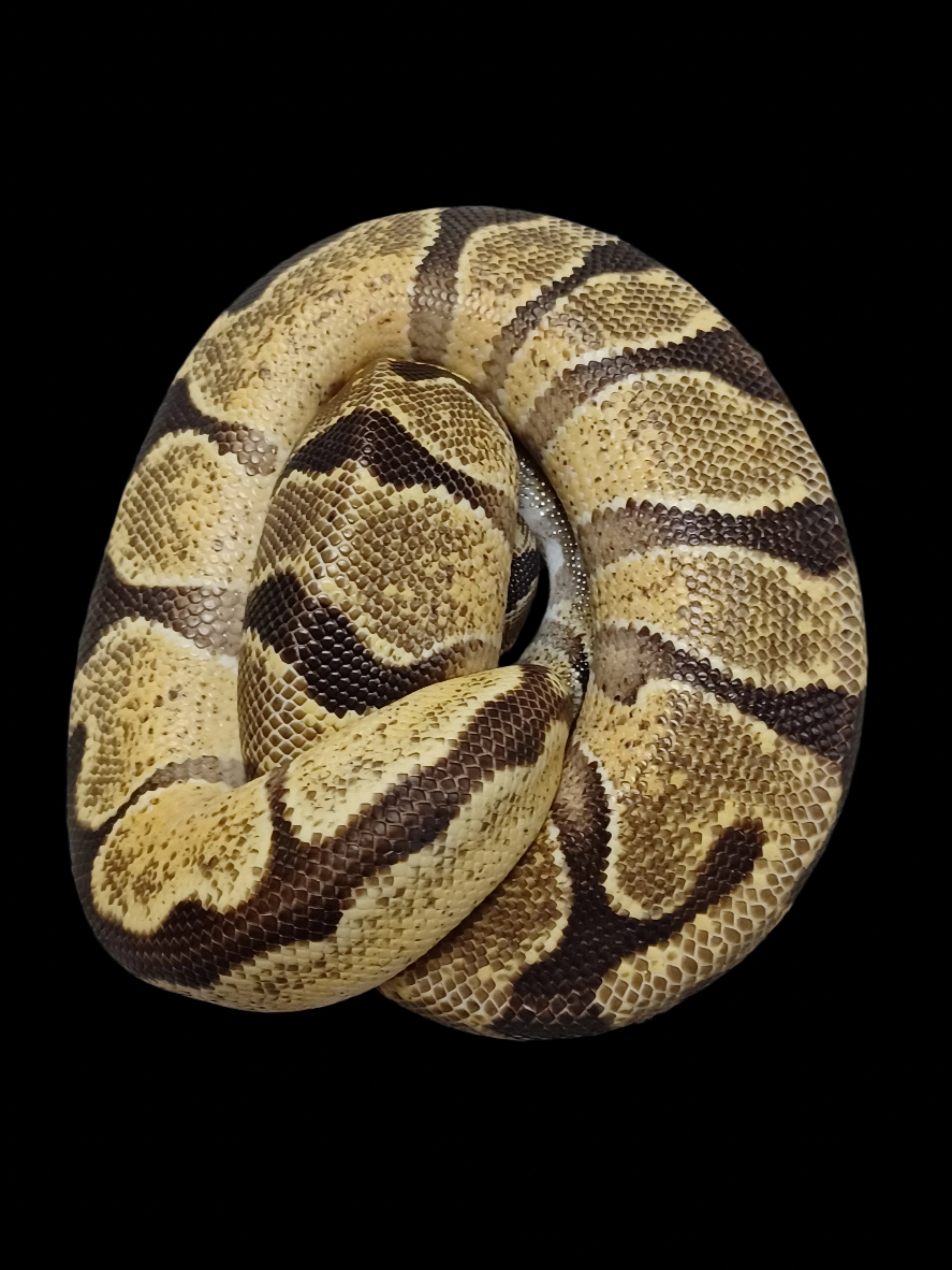 Ball Python (OD Enchi YB Ball Python)