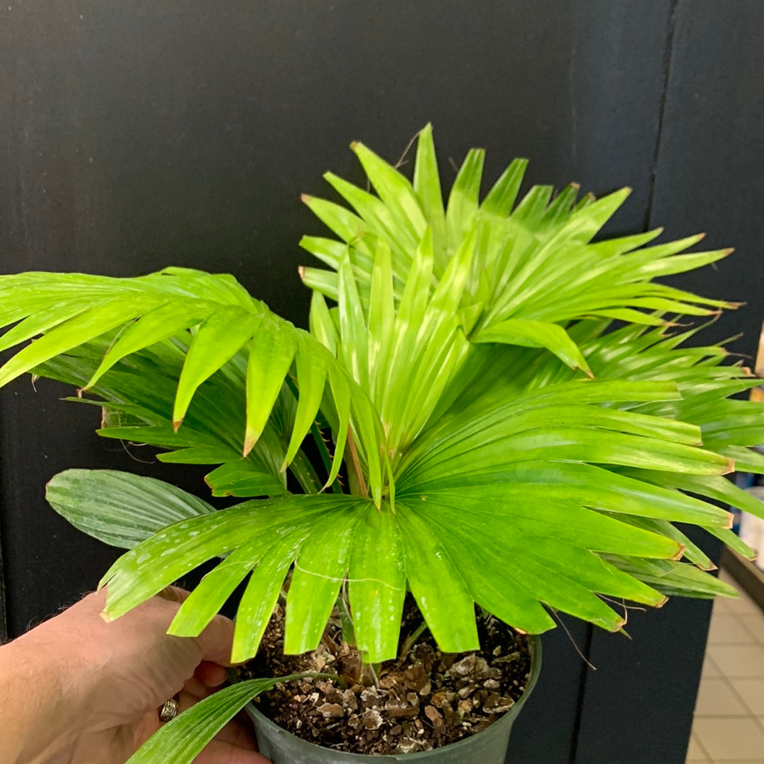 Chinese Fan Palm