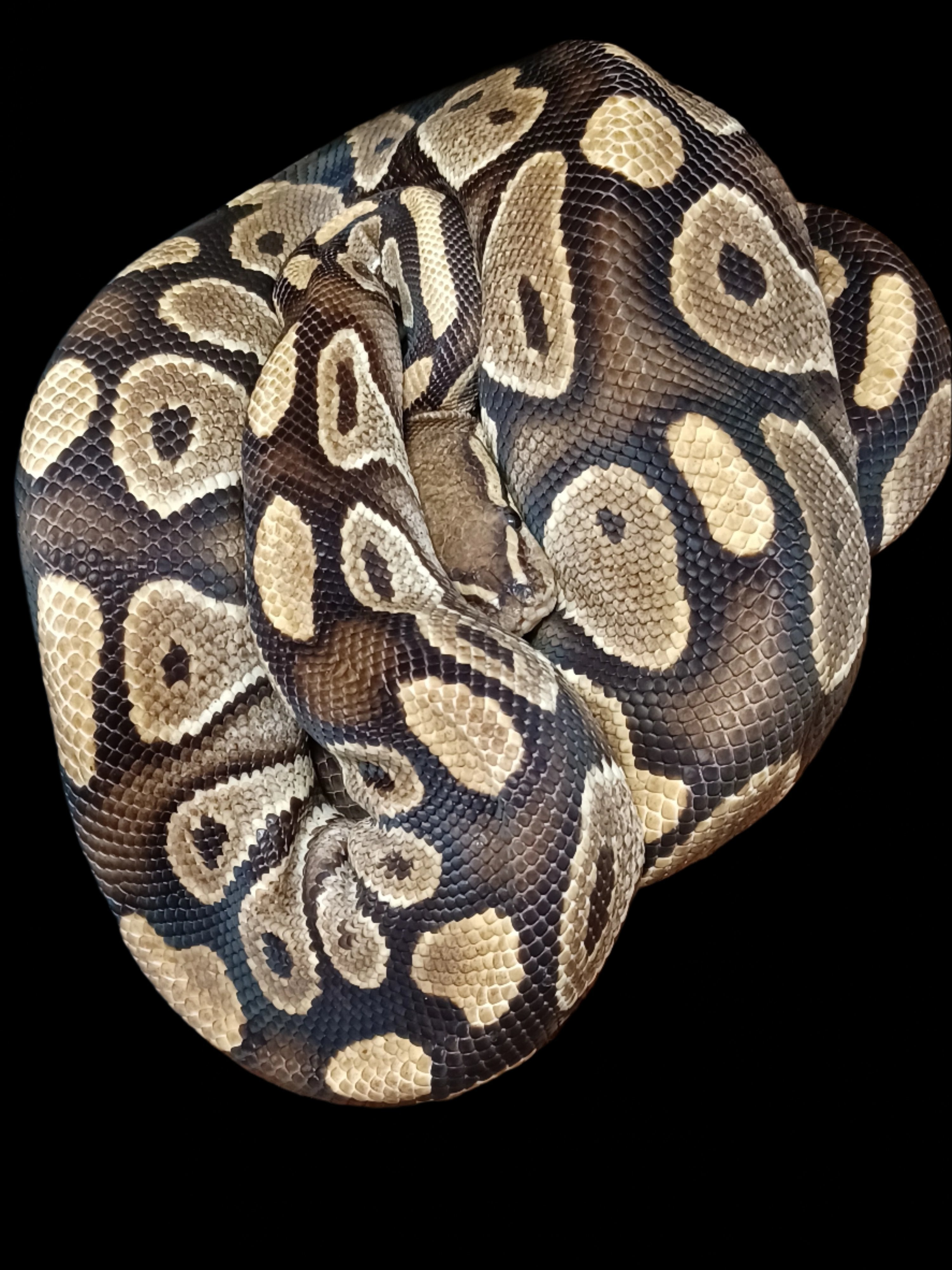 Ball Python (Phantom Asphalt)