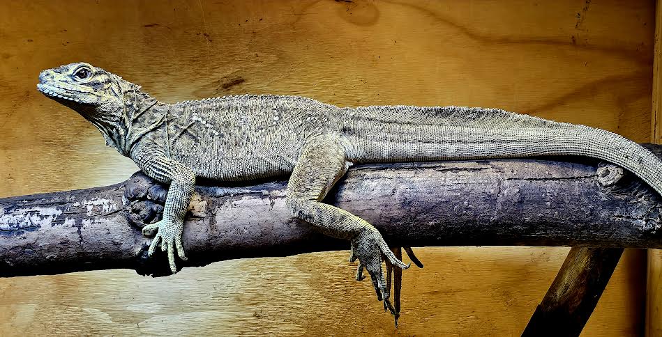 Philippine Blue Sailfin Dragon - Canadian Bred Babies - Extremely Rare