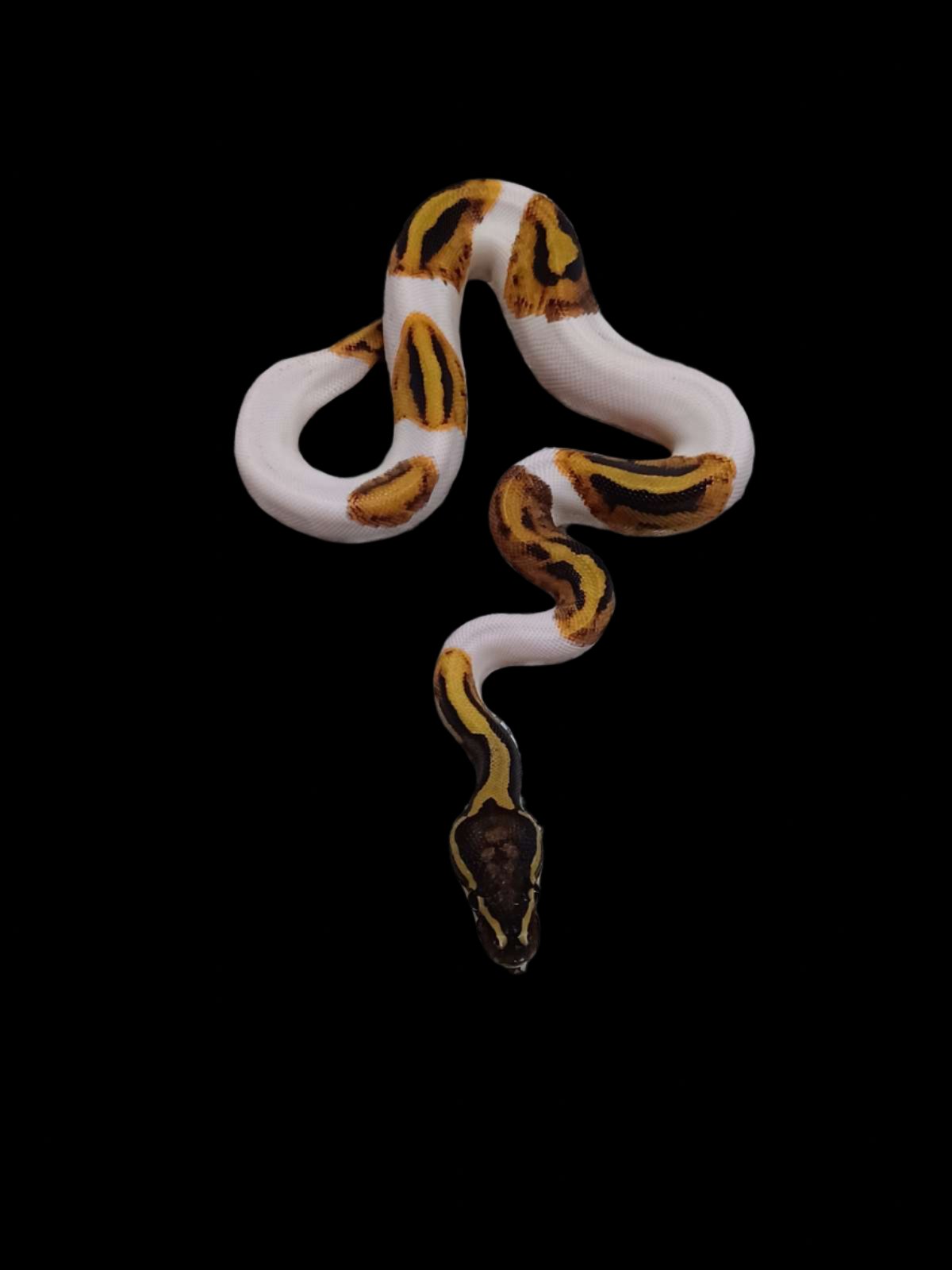 Ball Python (Pied Het Hypo Ultramel)