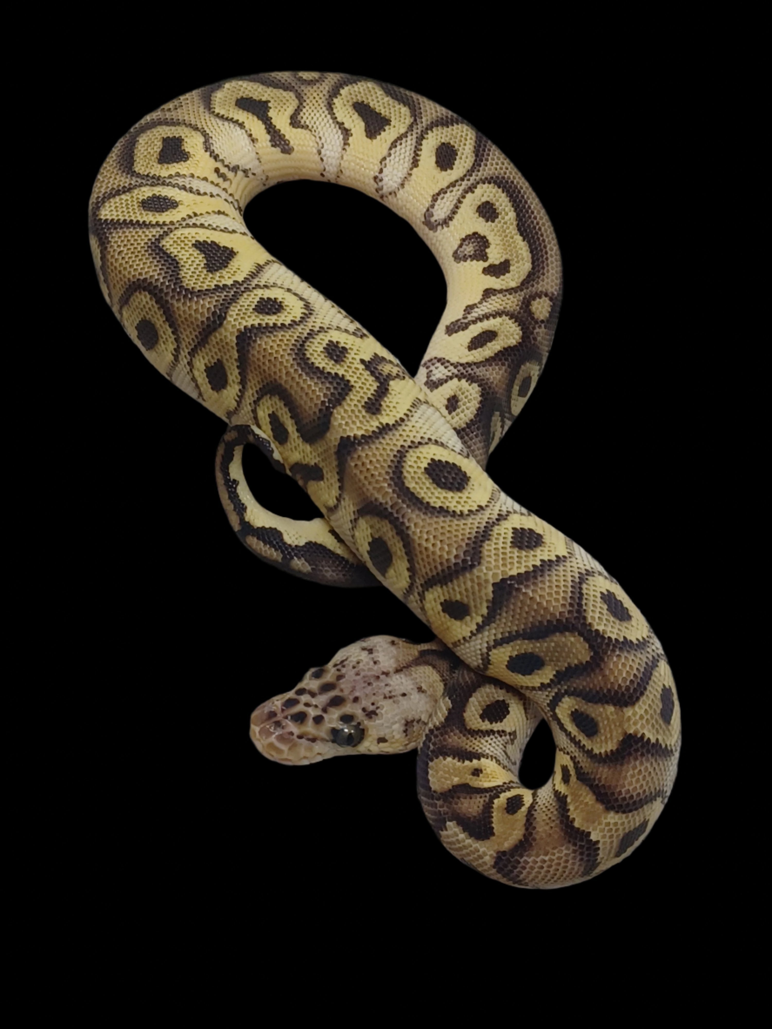 Ball Python (Pastel Clown Het Pied)