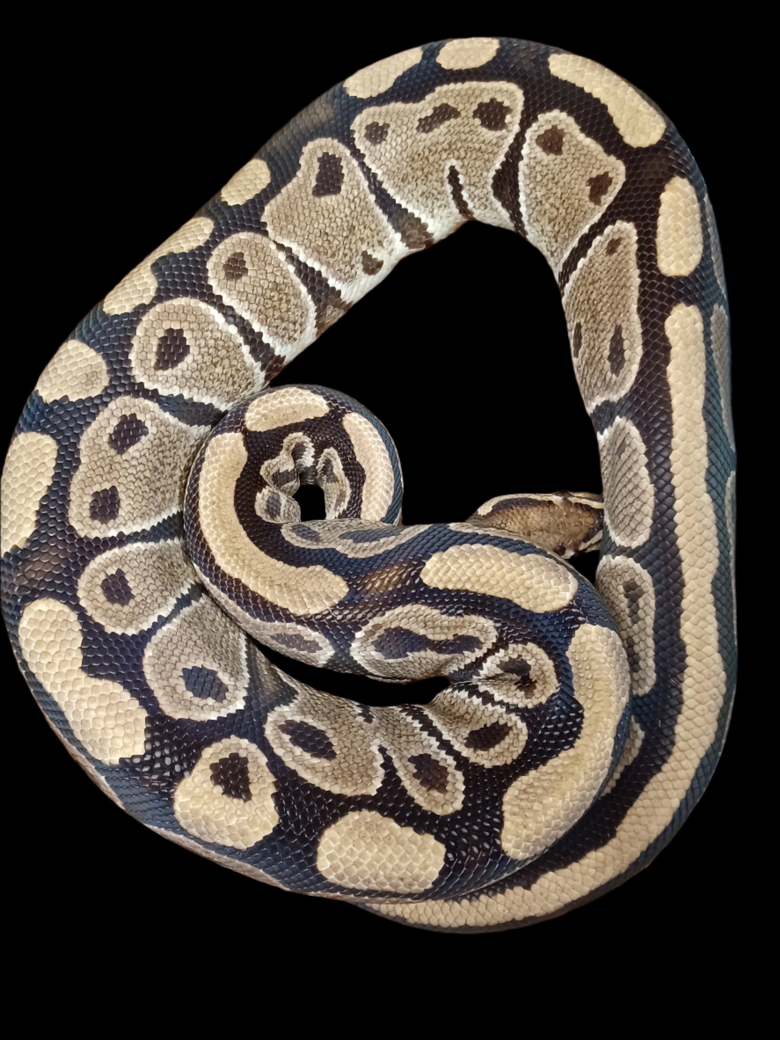 Ball Python (Het Lavender Hypo)