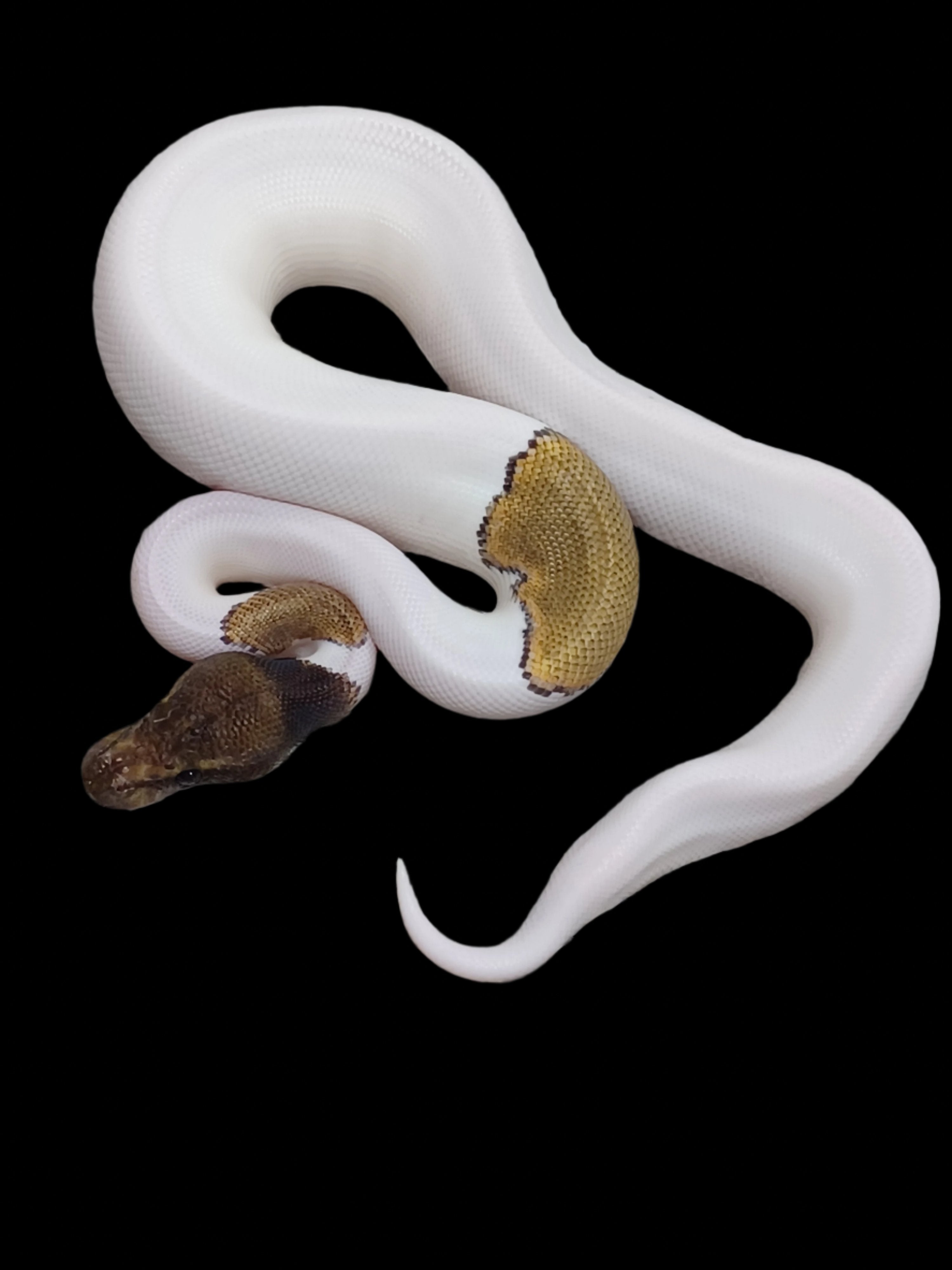 Ball Python (Mojave Mahogany Pied)