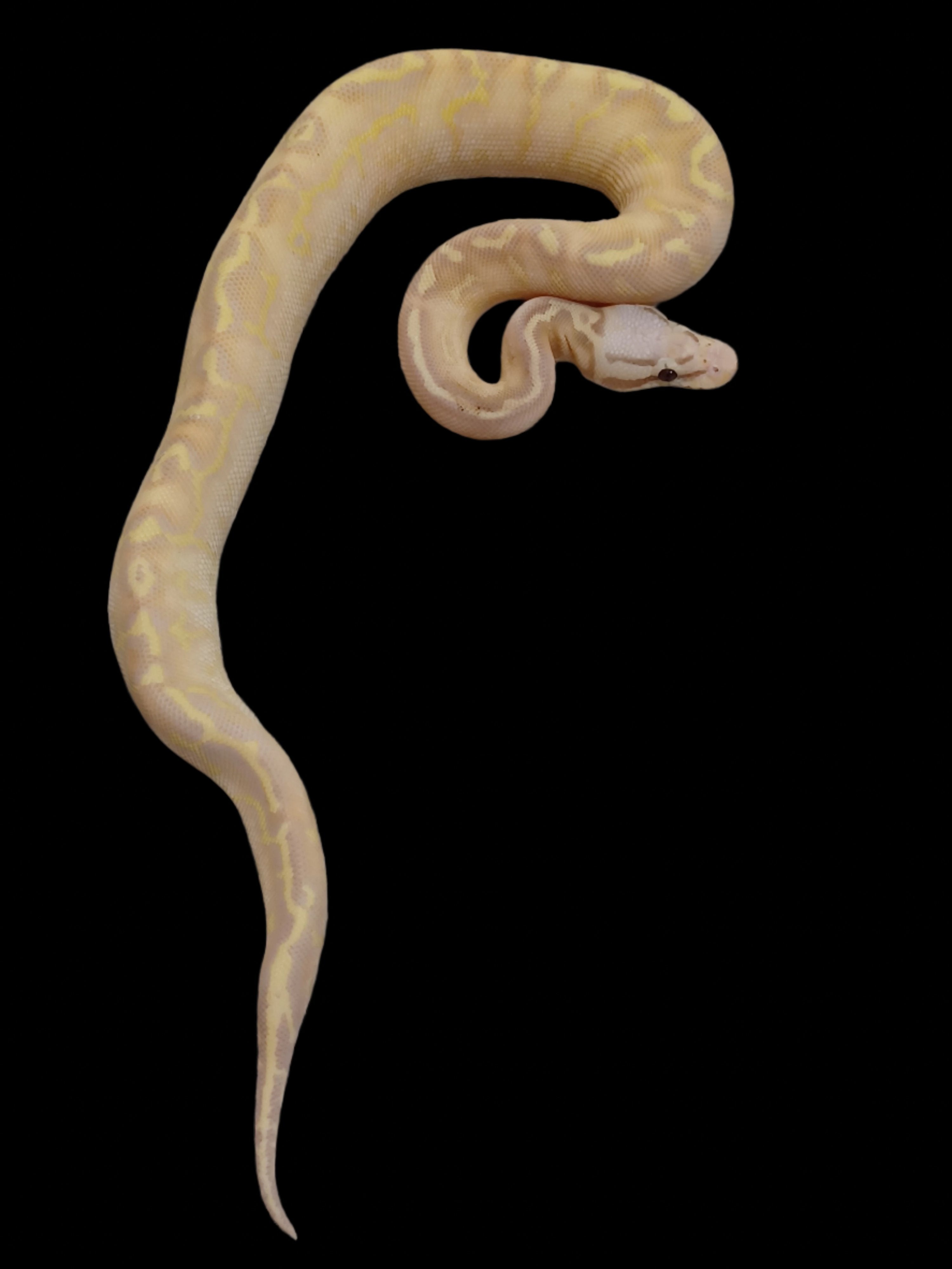 Ball Python (Banana Pastel Freeway Het Clown)