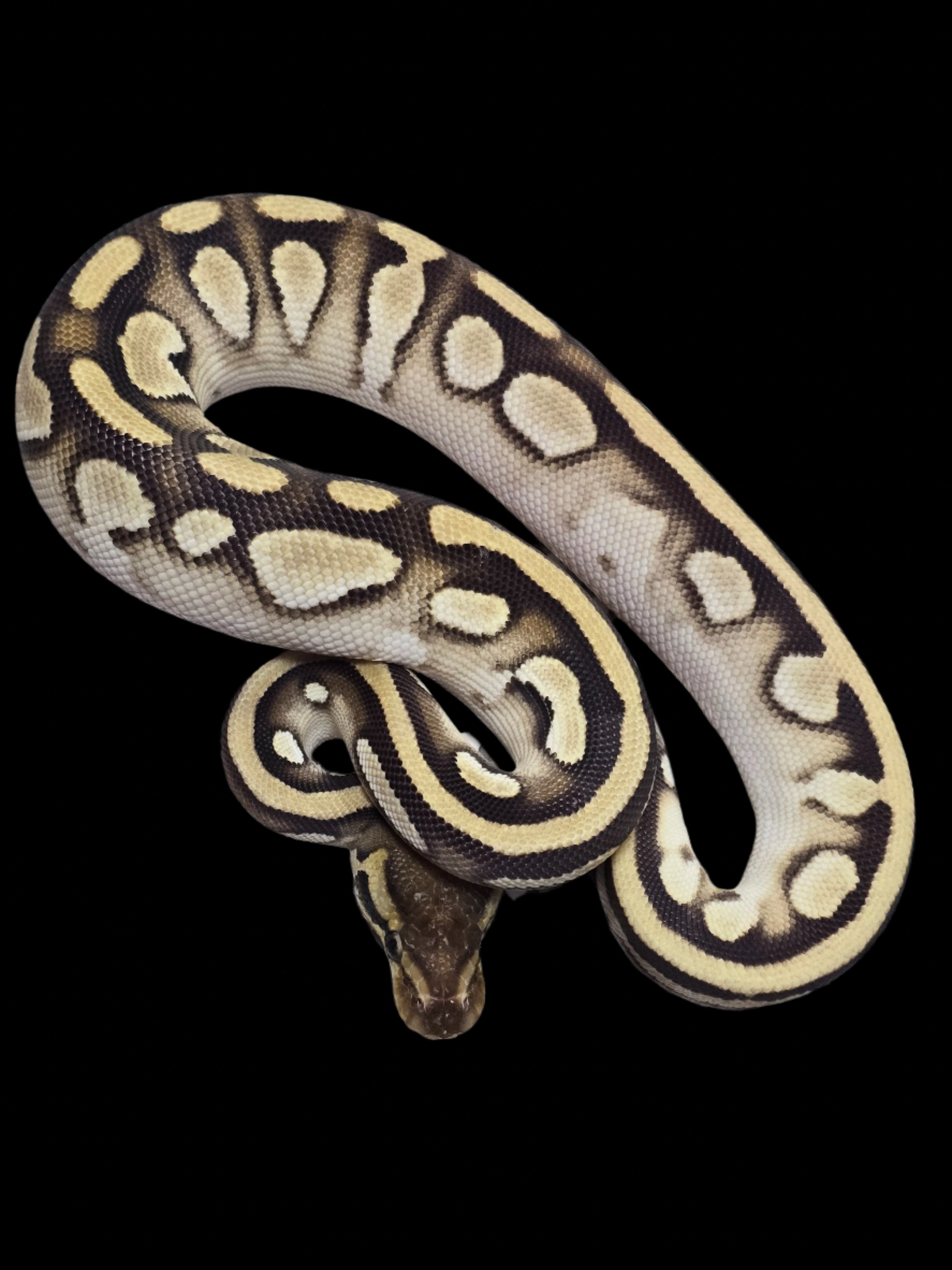 Ball Python (Enchi Mojave OD DH Clown Pied Poss YB)