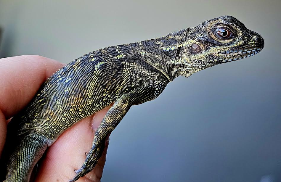 Philippine Blue Sailfin Dragon - Canadian Bred Babies - Extremely Rare