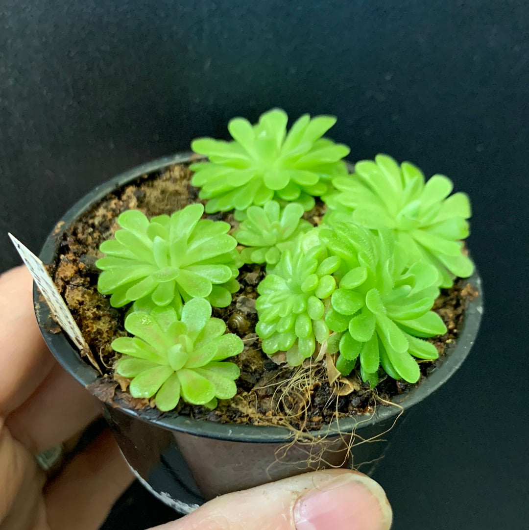 Pinguicula pilosa x ehlersiana