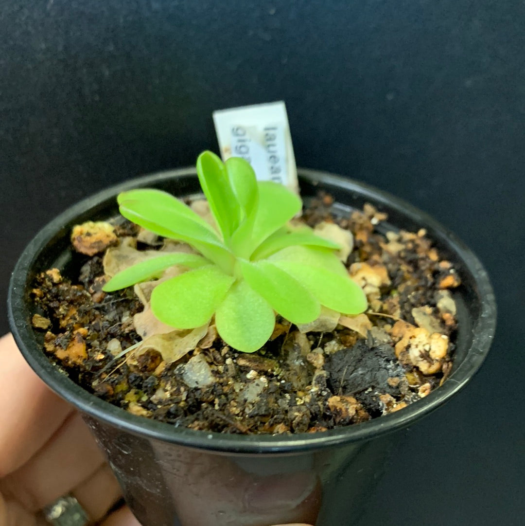 Pinguicula laueana x gigantea