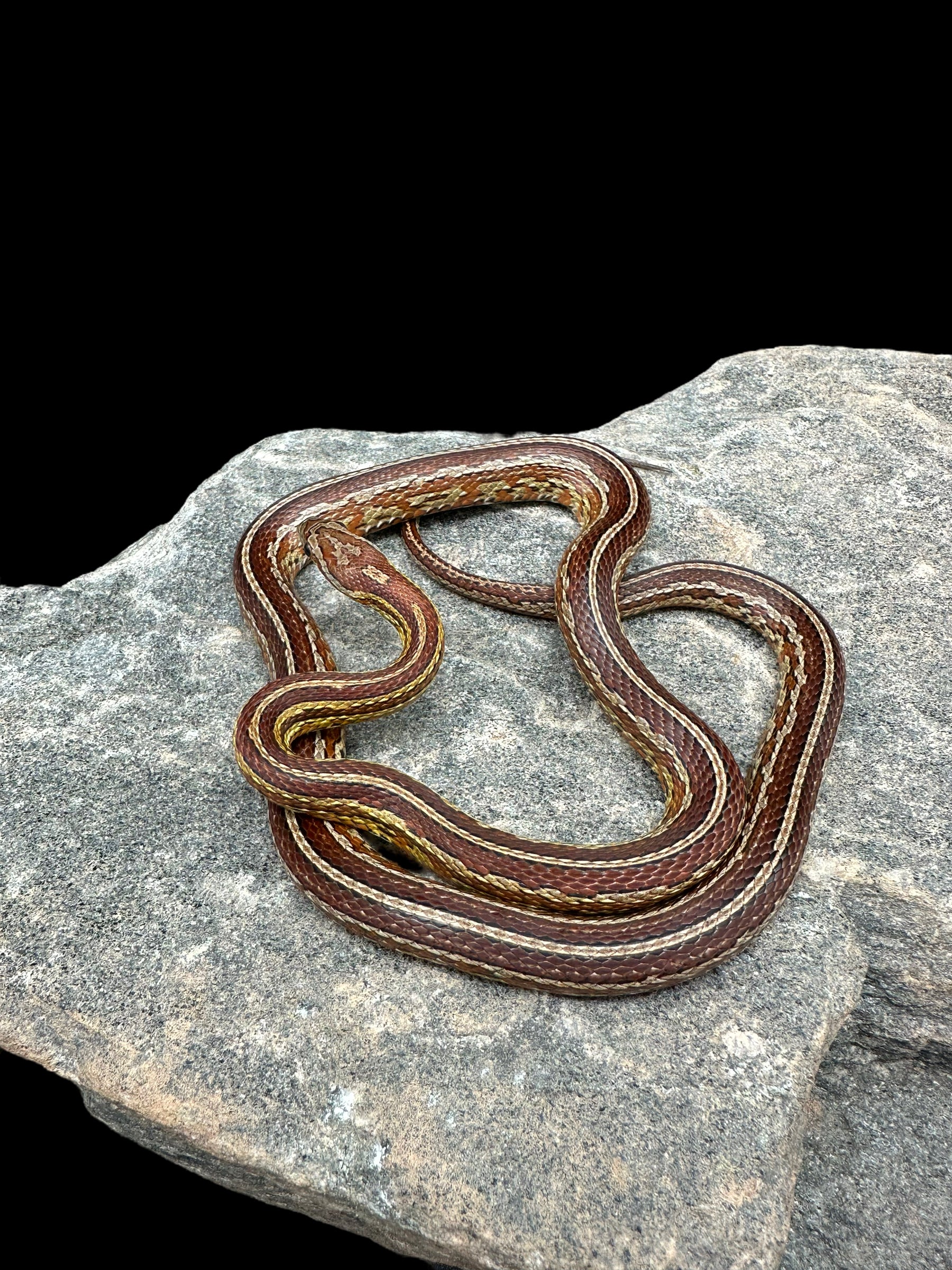 Corn Snake (Tessera Het Scaleless Stripe Diffused) Female CBB