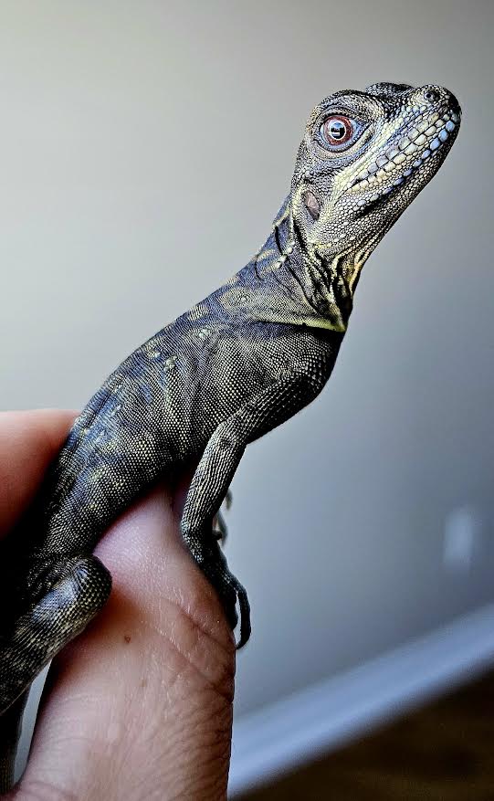 Philippine Blue Sailfin Dragon - Canadian Bred Babies - Extremely Rare