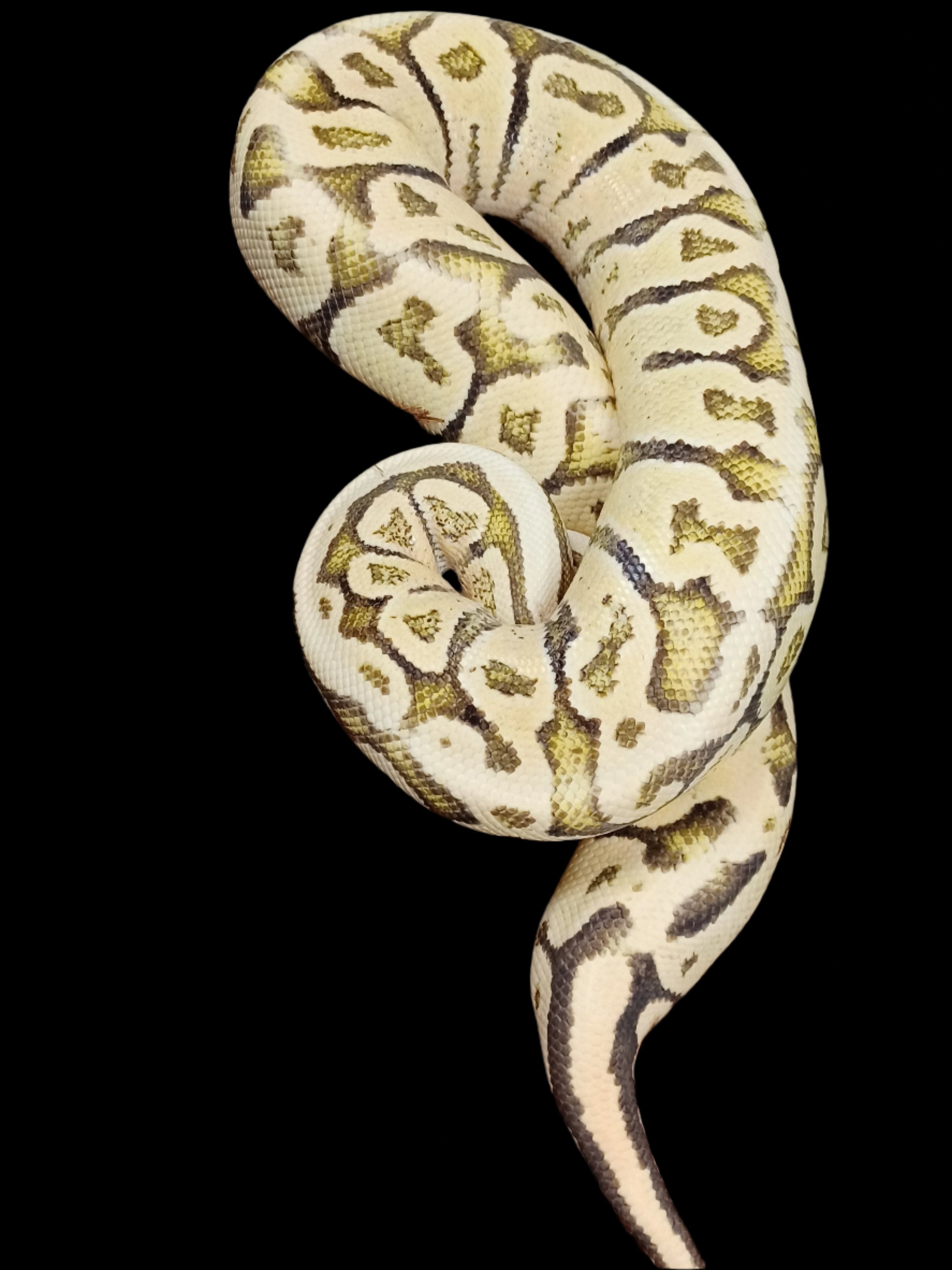 Ball Python (Super Vanilla Super Pastel)