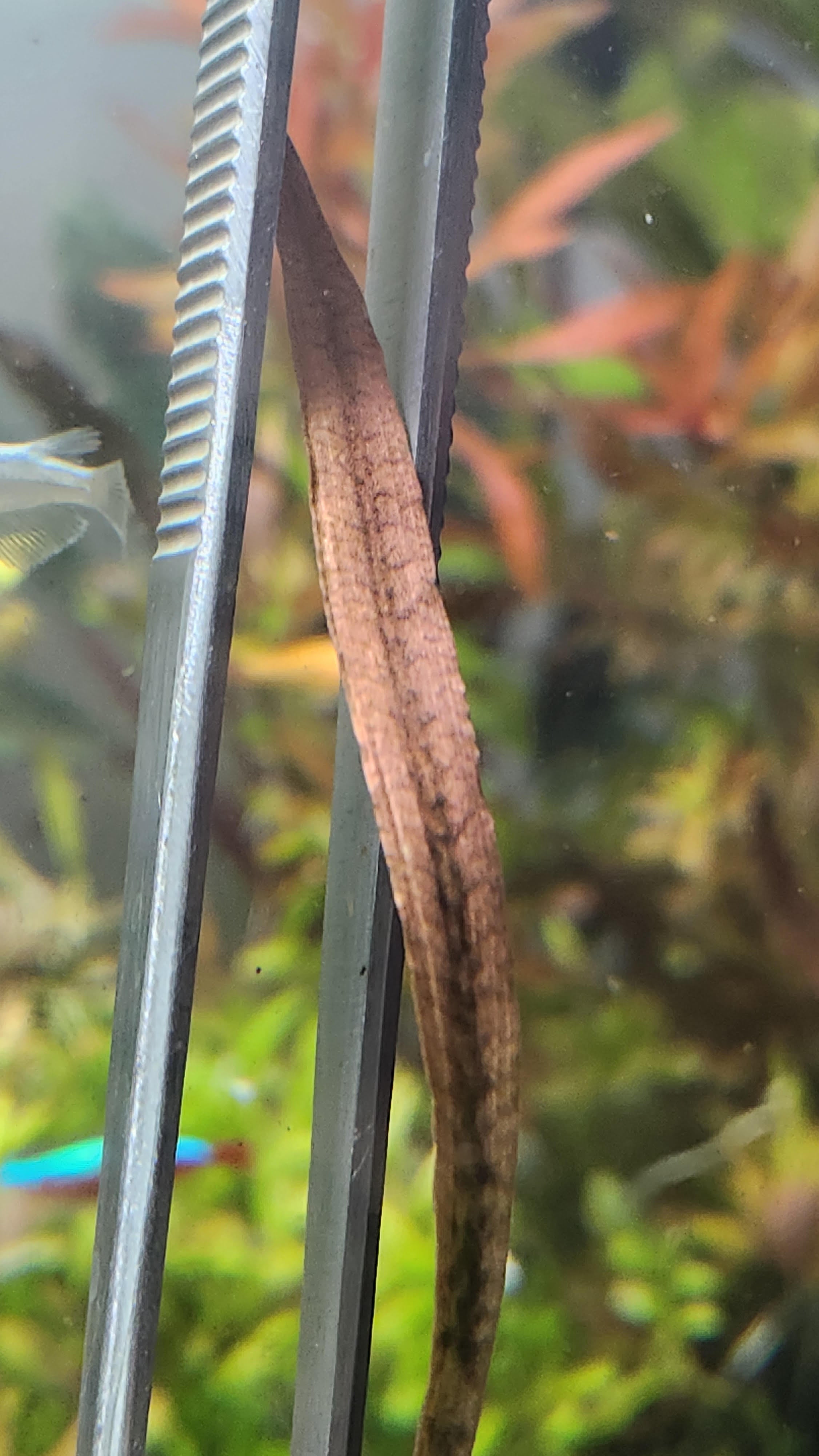 Cryptocoryne spiralis  ‘Tiger’ - Potted