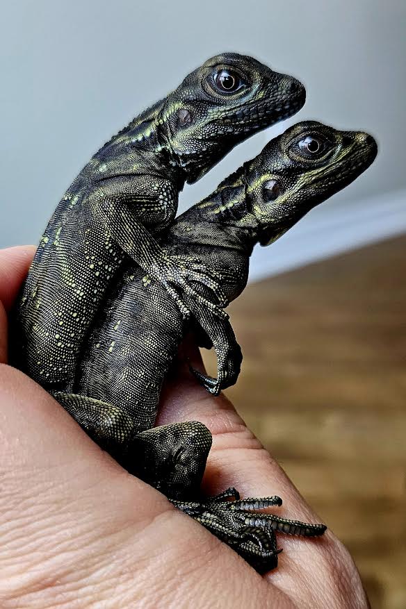 Philippine Blue Sailfin Dragon - Canadian Bred Babies - Extremely Rare