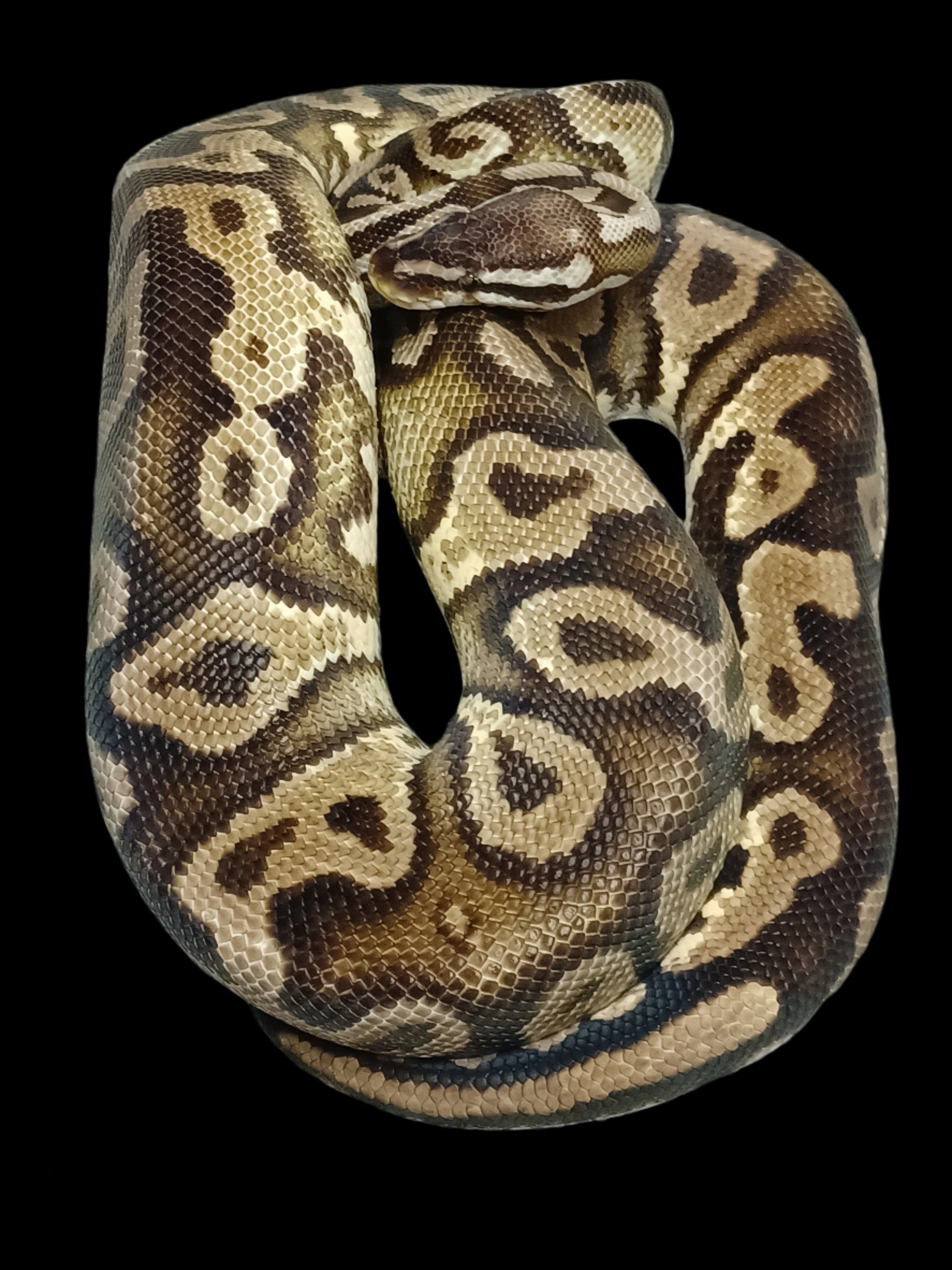 Ball Python (Pastel YB)