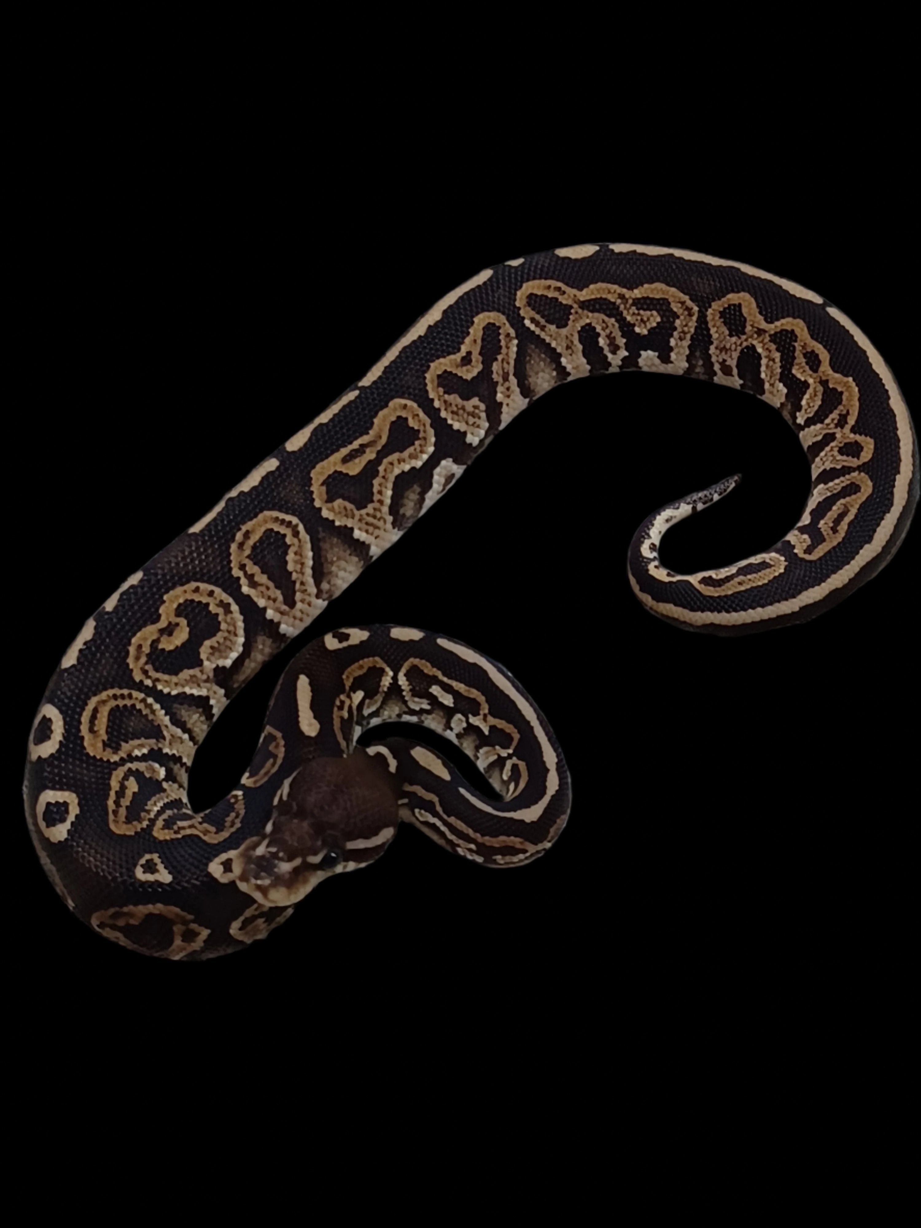 Ball Python (Cinnamon Super Hurricane)