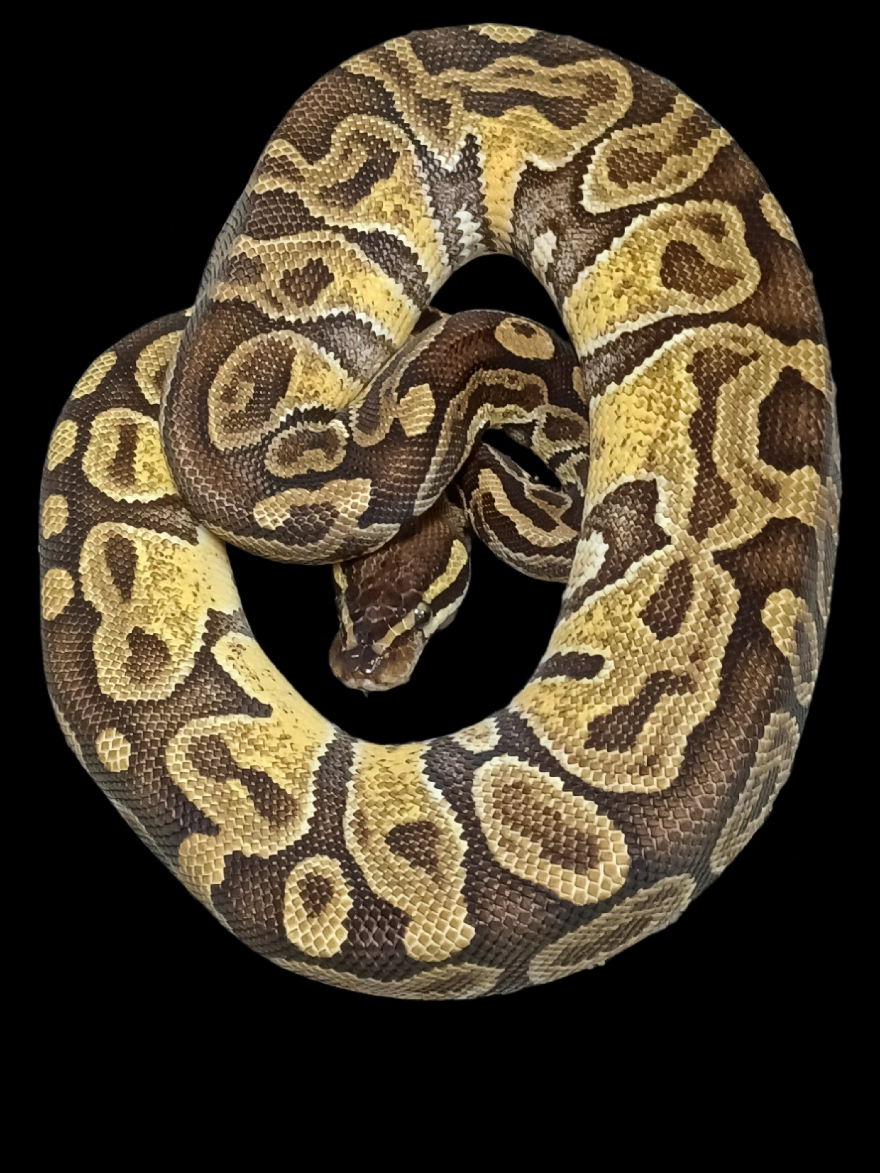 Ball Python (Enchi Hurricane)