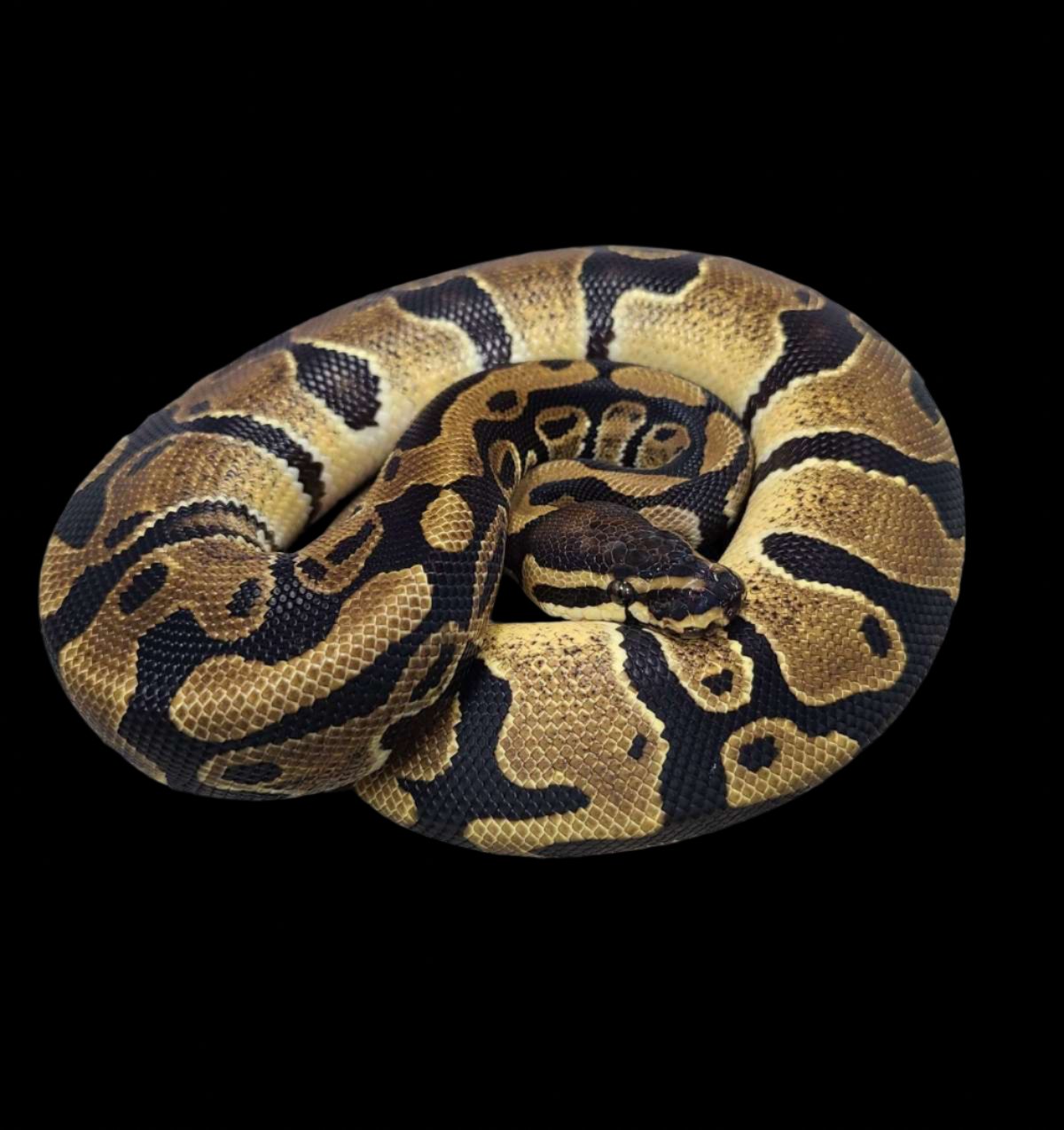 Ball Python (Het Dreamsicle)