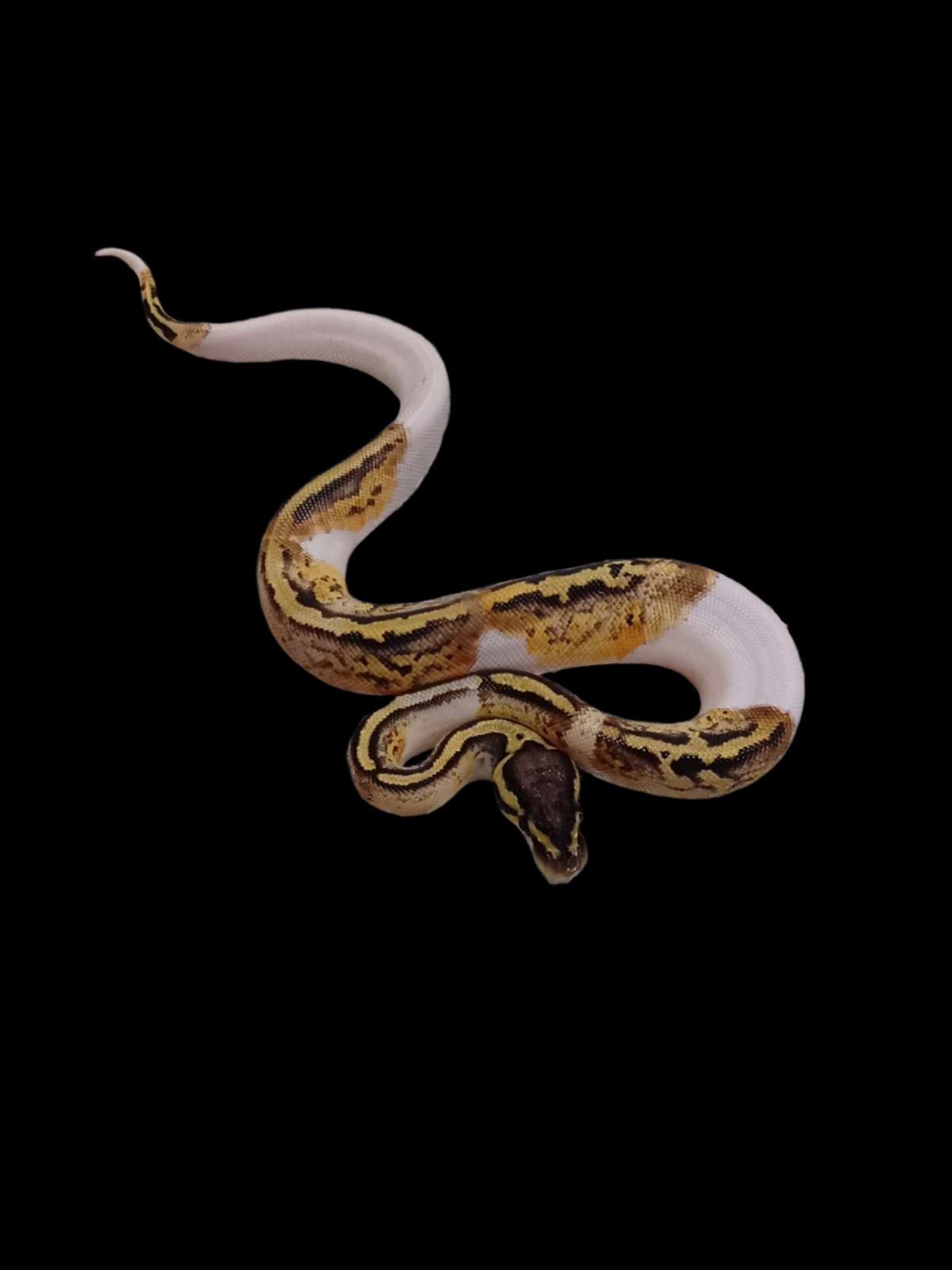 Ball Python (Pastel Pied Het Clown 50% Het Caramel)