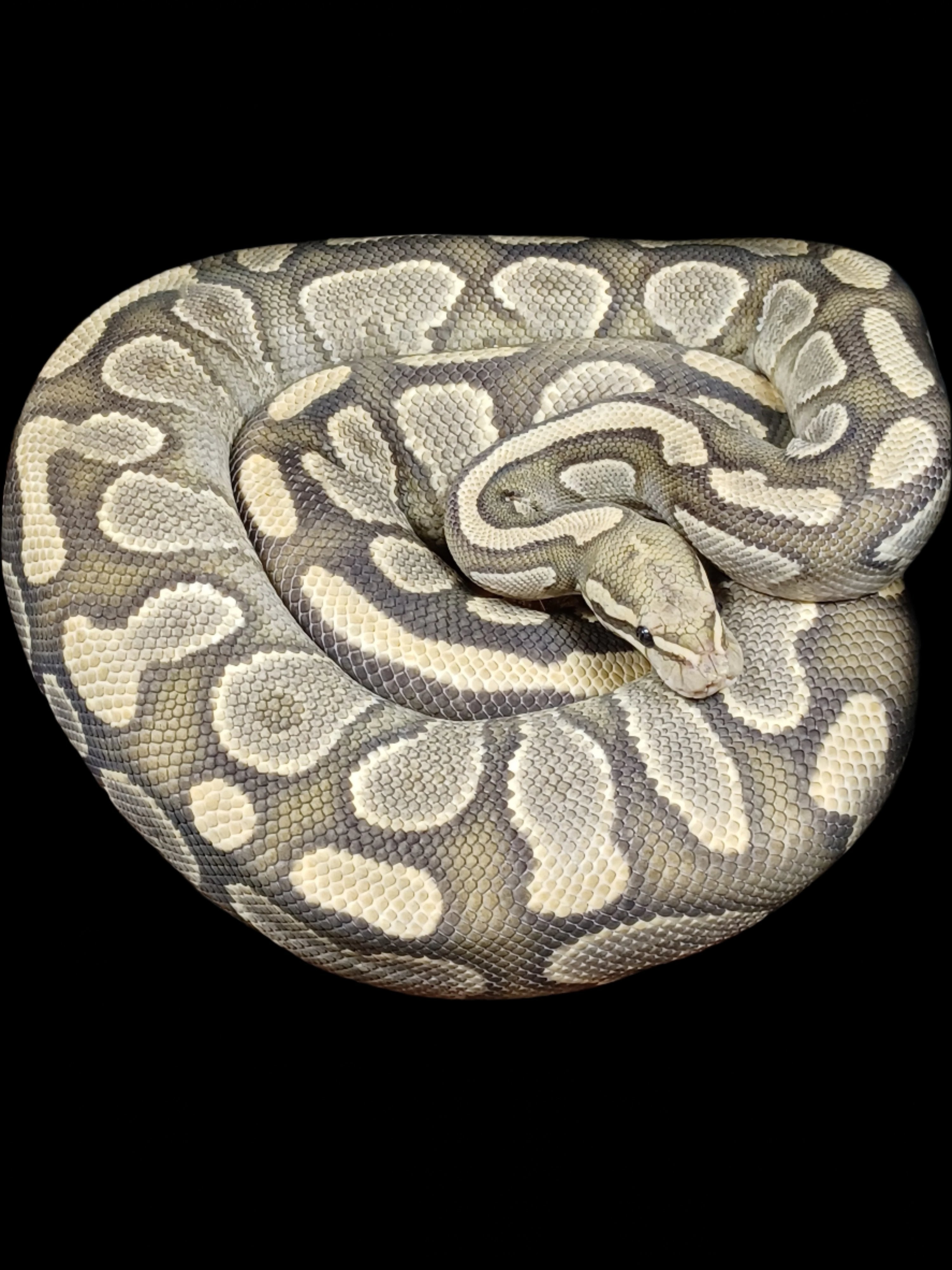 Ball Python (YB Hypo)