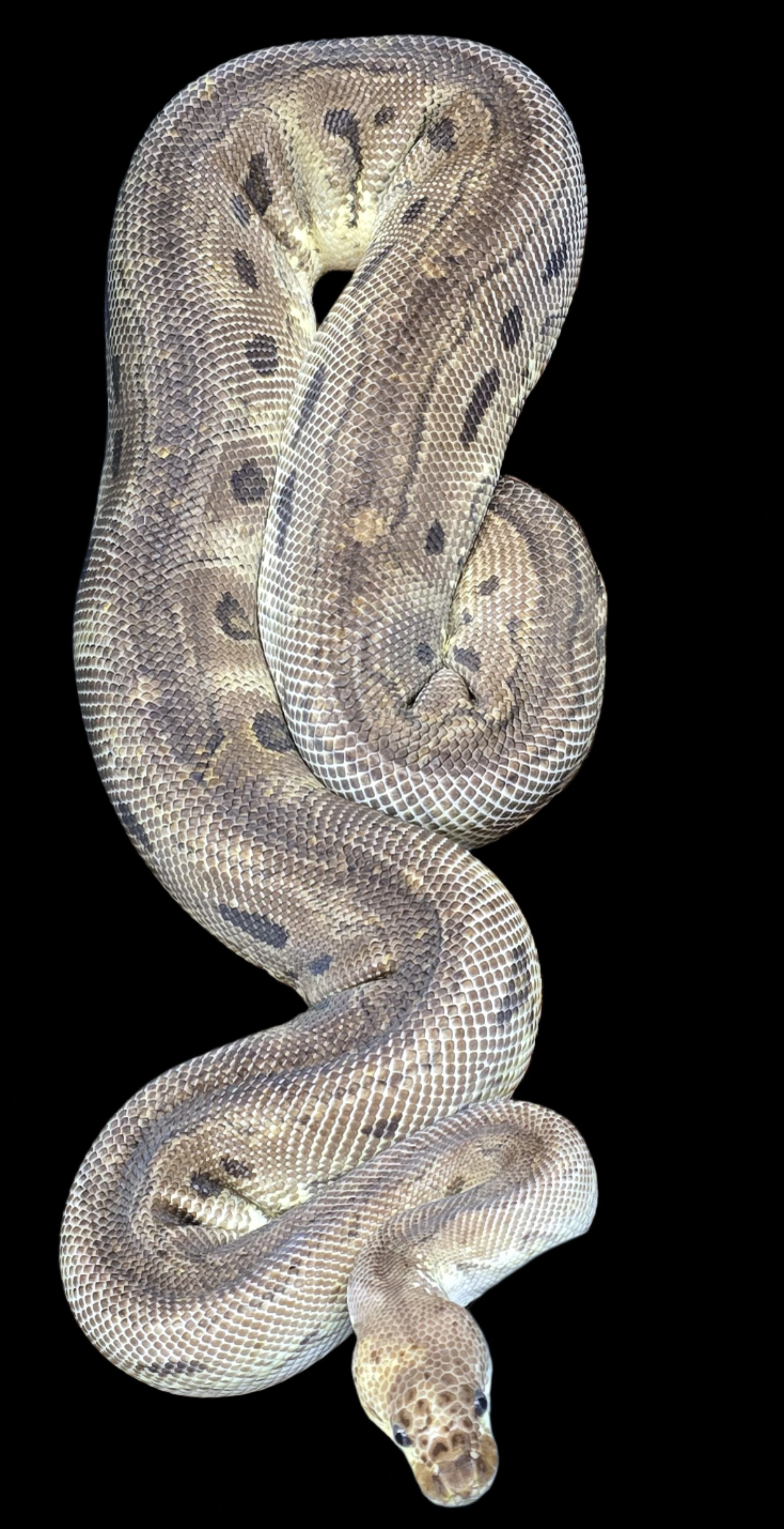 Ball Python (Pewter Clown)